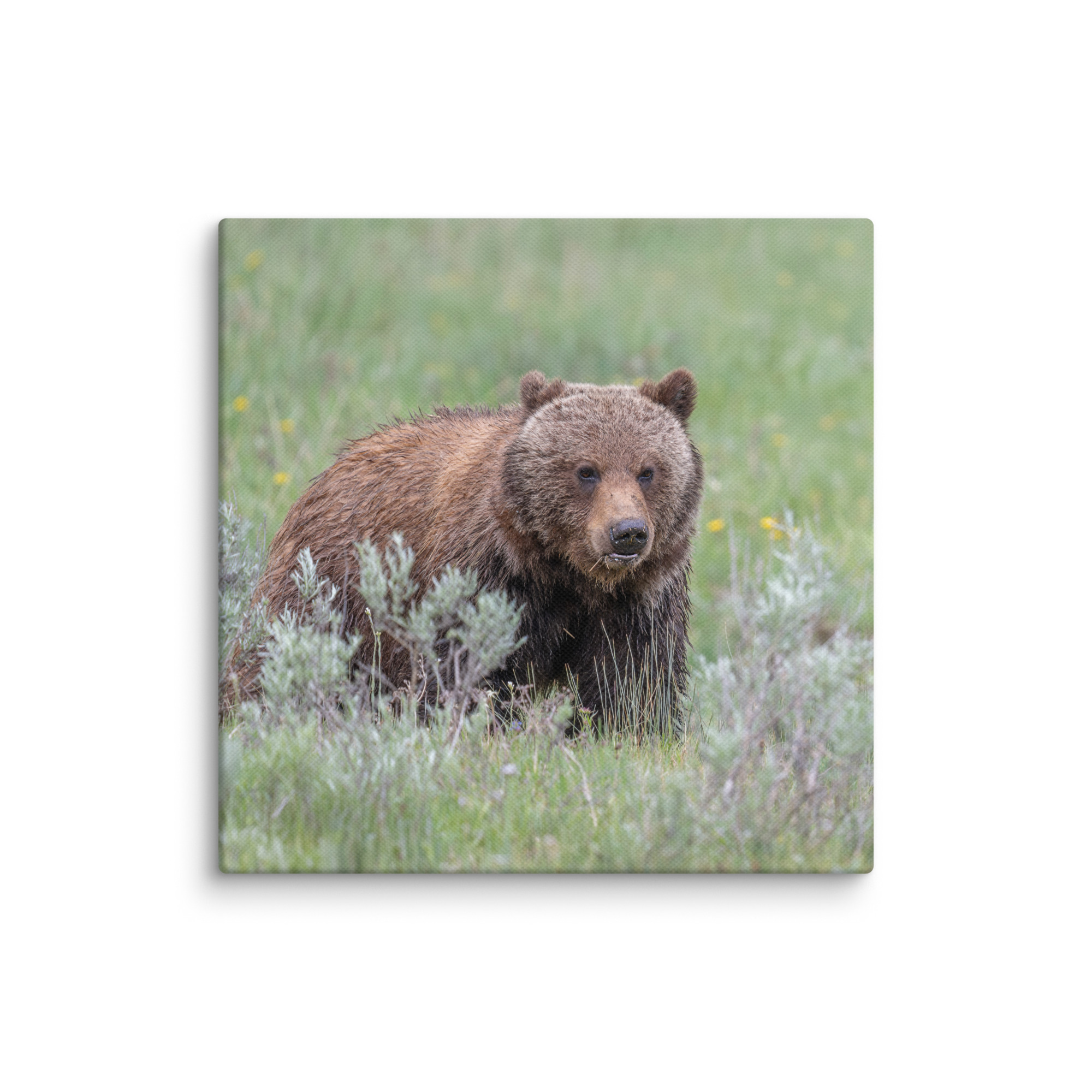 Hungry Grizzly in a Meadow! Canvas - Image 2