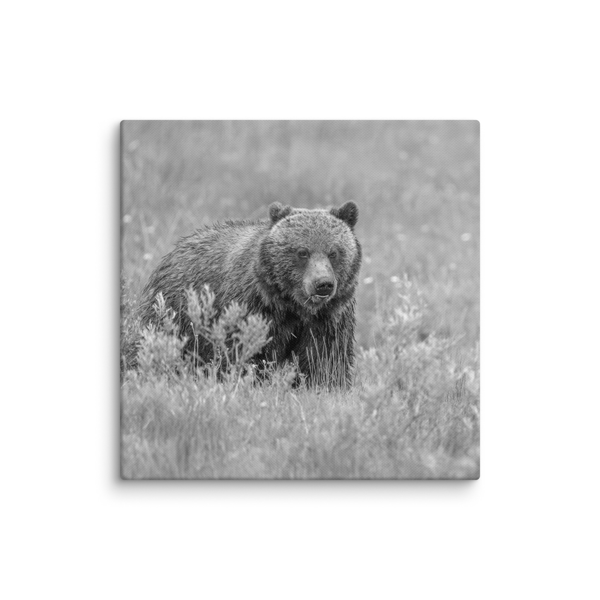 Hungry Grizzly in a Meadow! Monochrome Canvas - Image 2