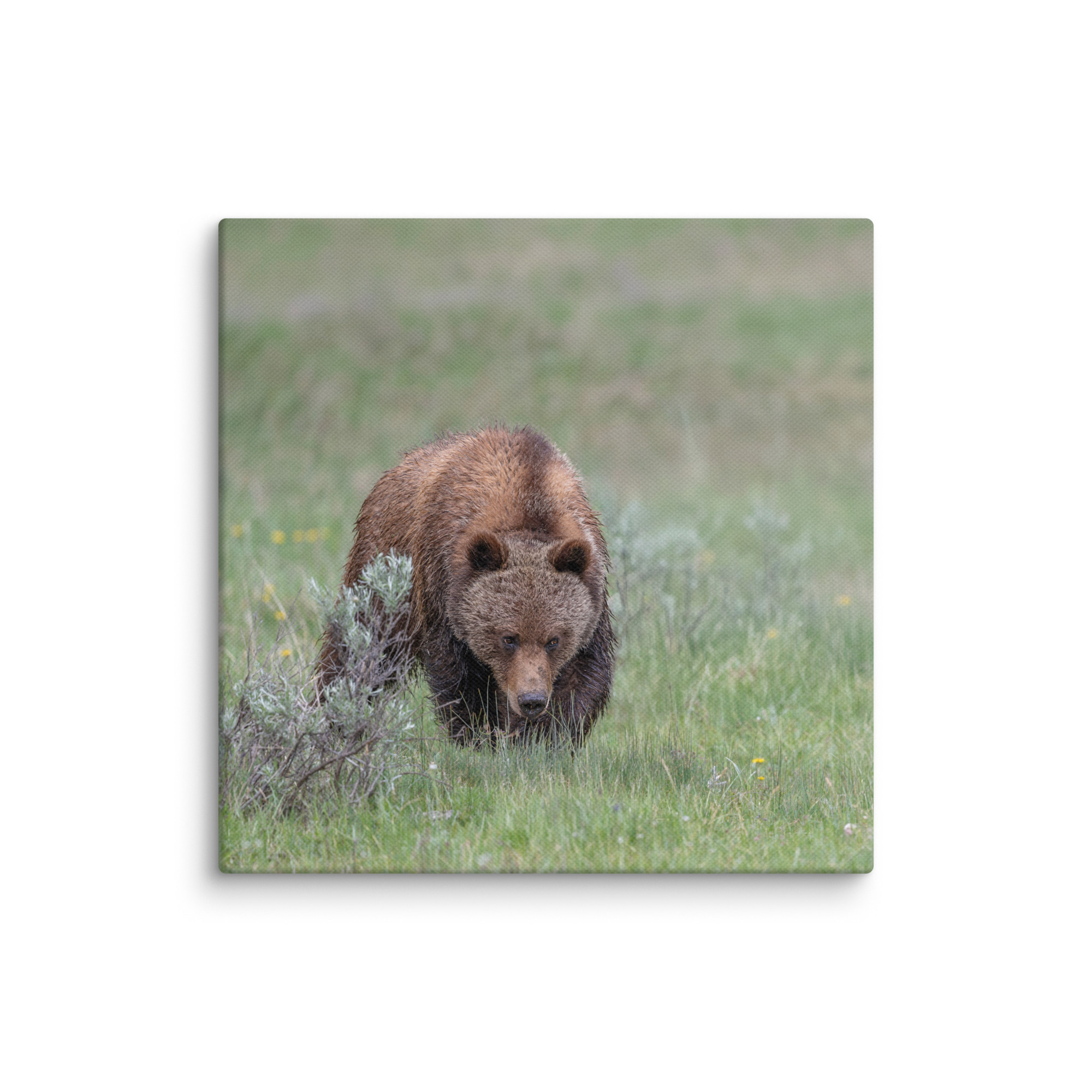 Grizzly Watching! Canvas - Image 2