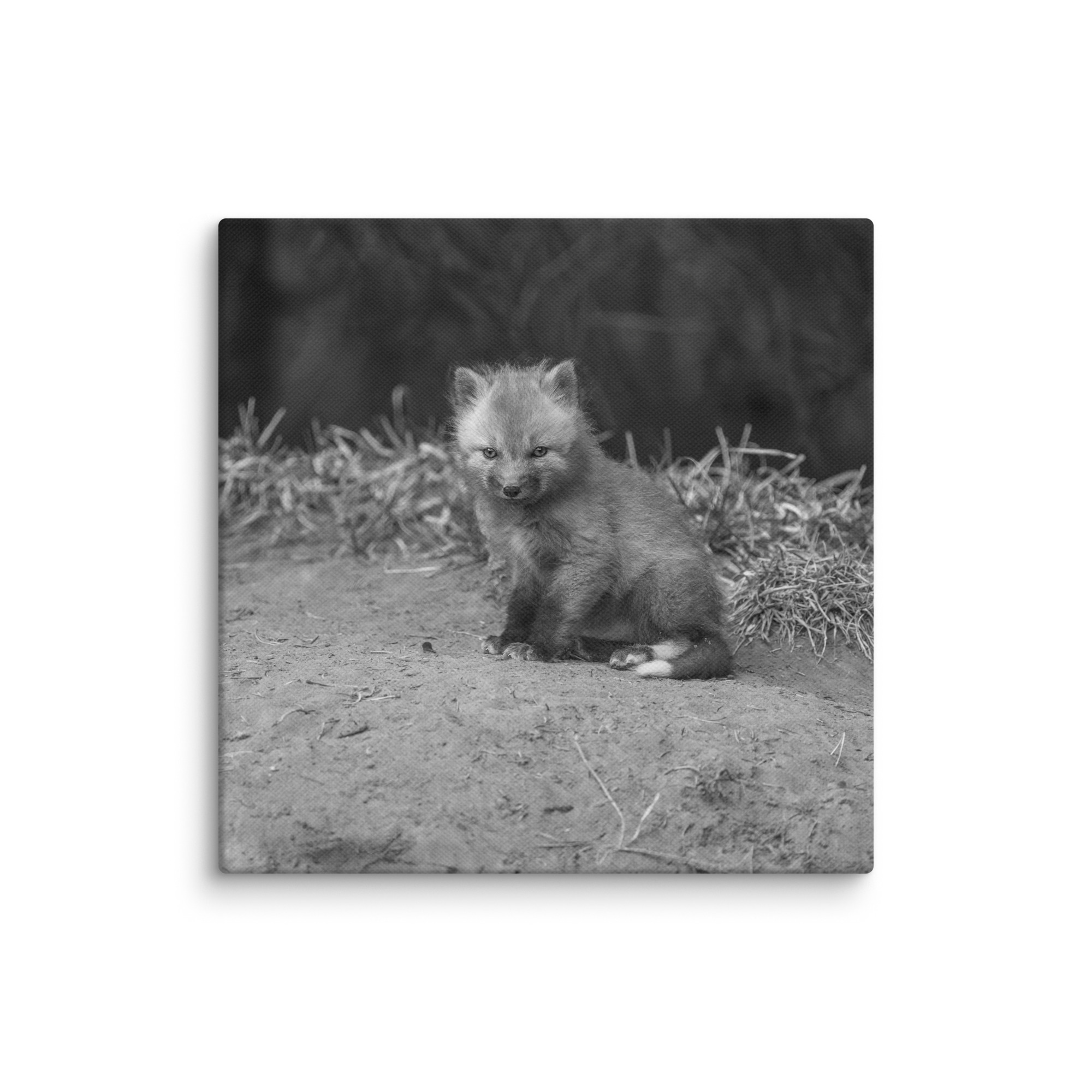 Sharp gaze baby red fox (Monochrome)! Canvas - Image 2