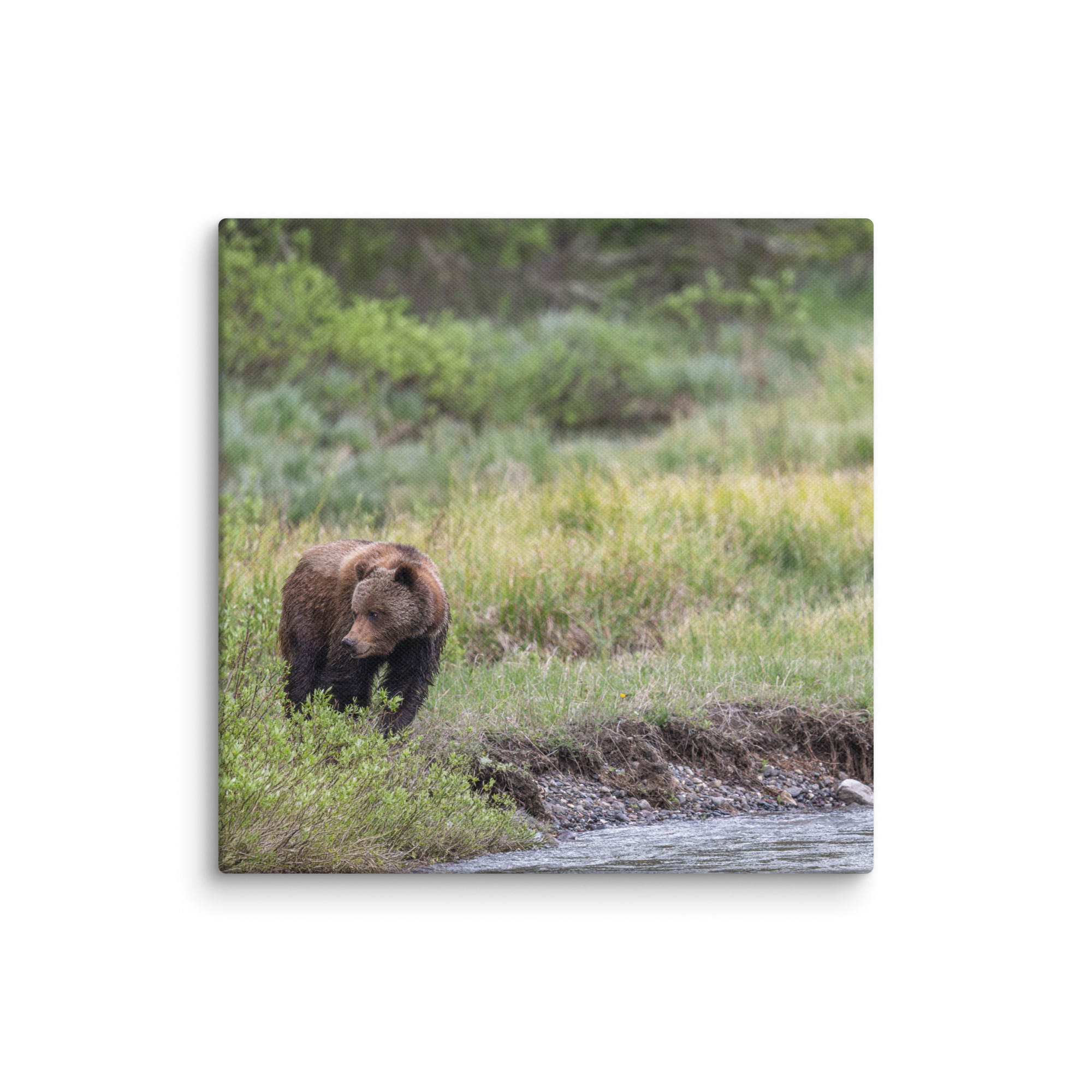 Grizzly getting read! Canvas - Image 2