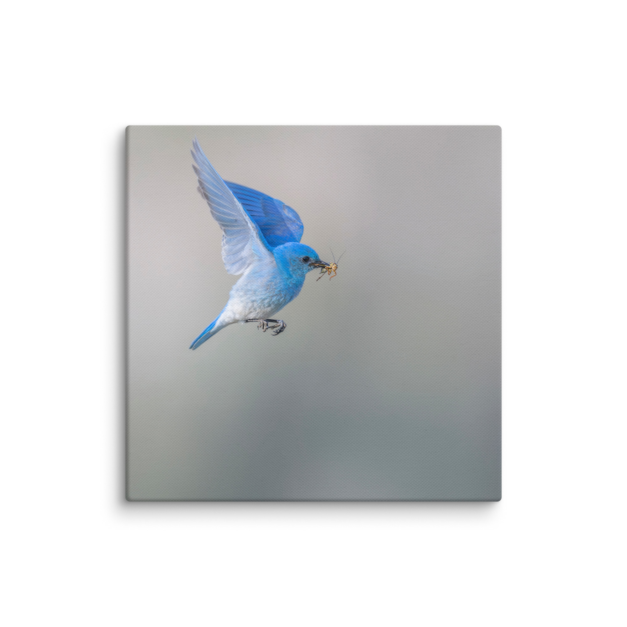 Mountain Bluebird with prey! Canvas - Image 2