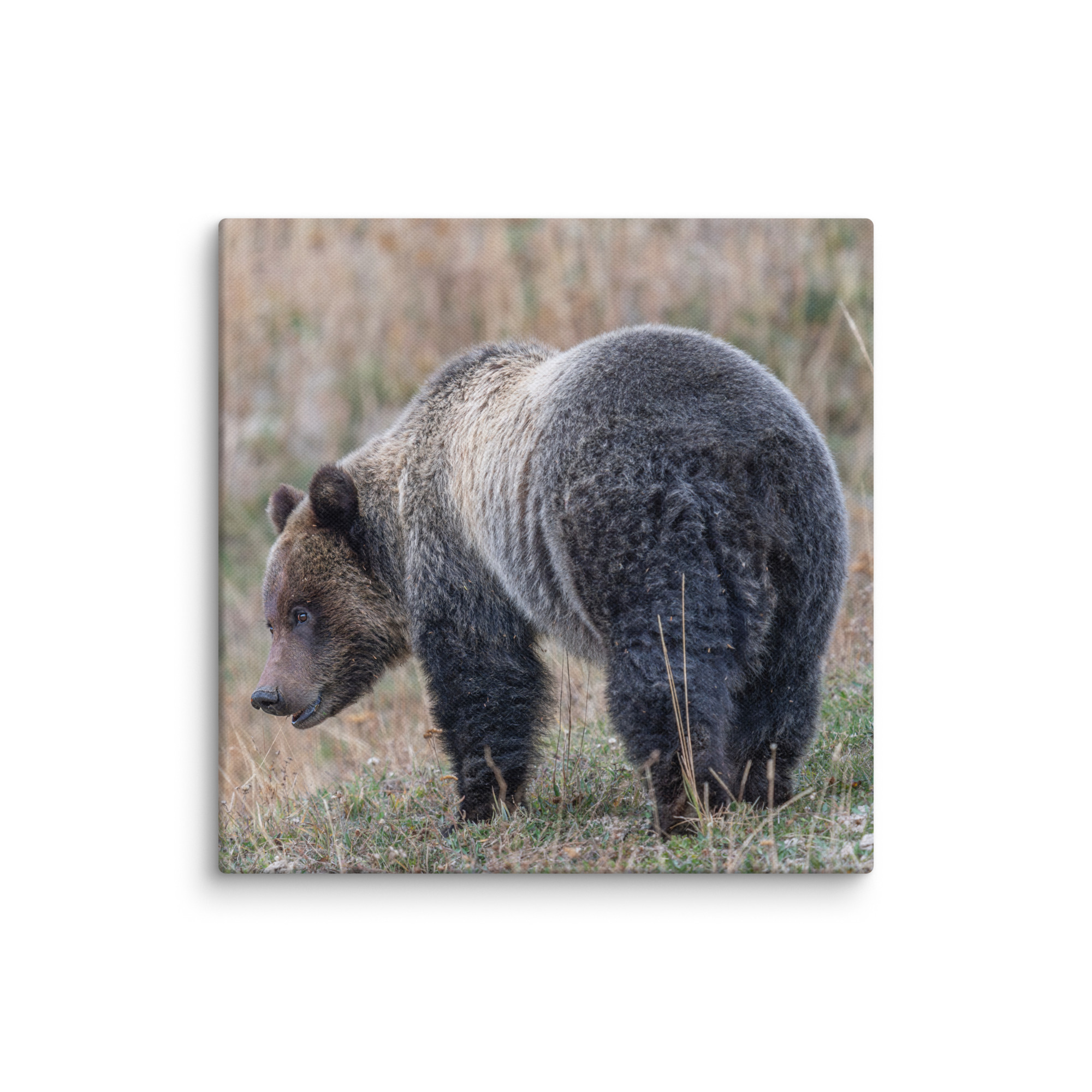 Grizzly of yellowstone! Canvas - Image 2