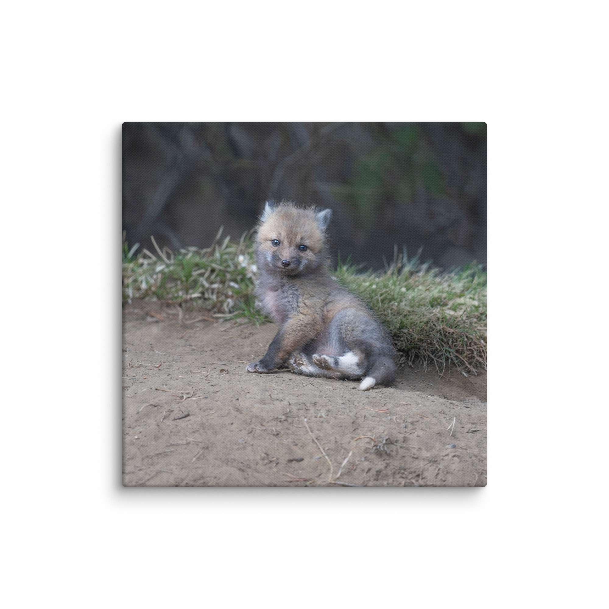 Guarding Den Baby Red fox!  Canvas - Image 2