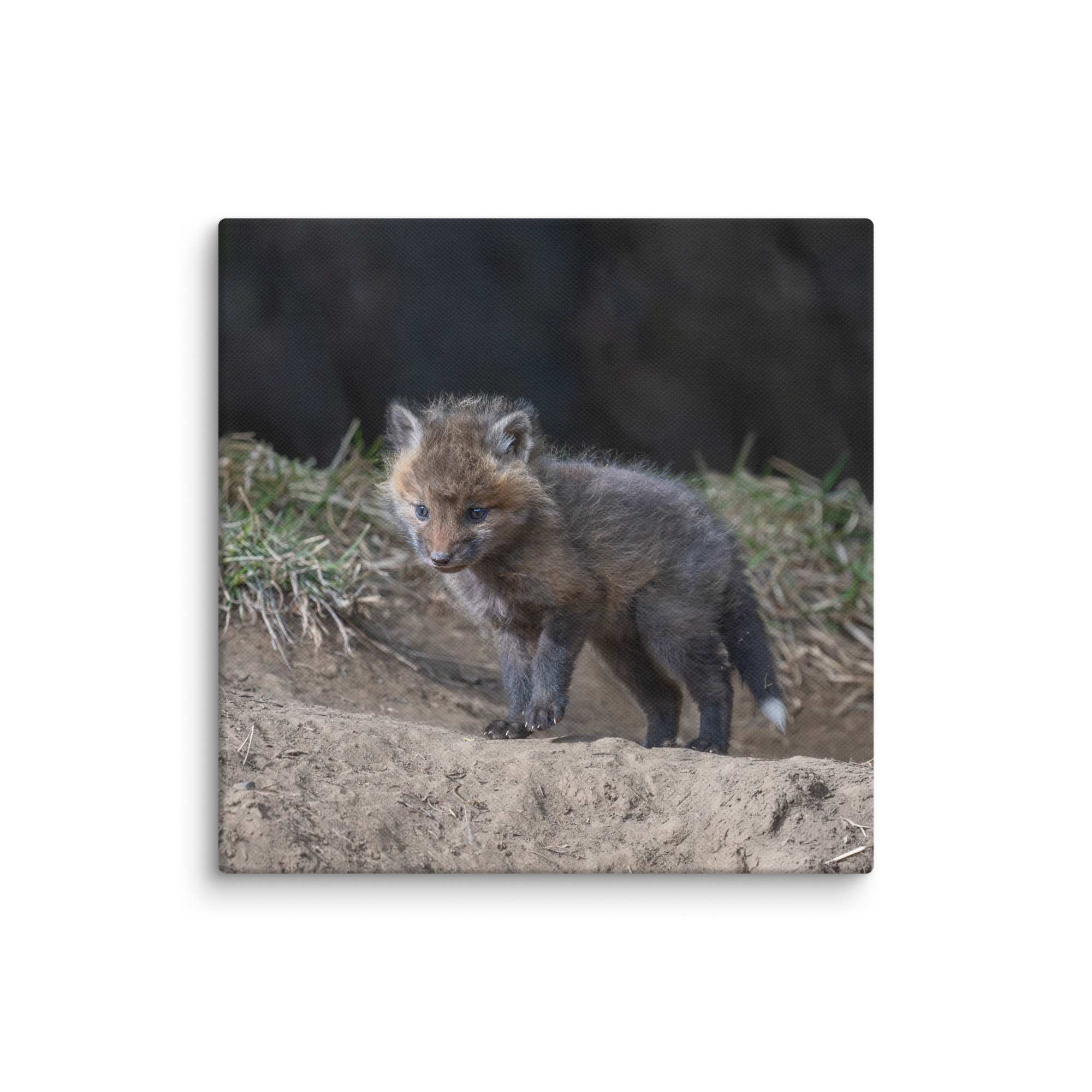 Just checking Baby Red fox! Canvas - Image 2
