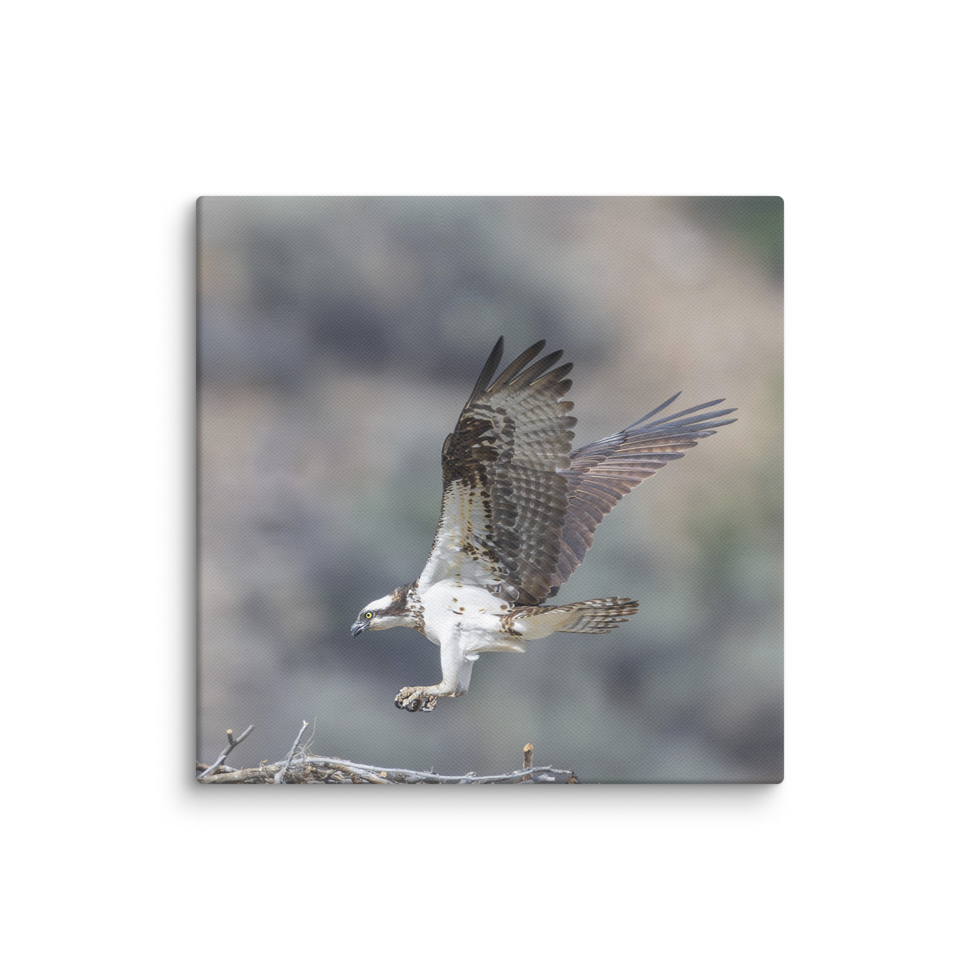 Osprey Landing on its nest! Canvas - Image 2