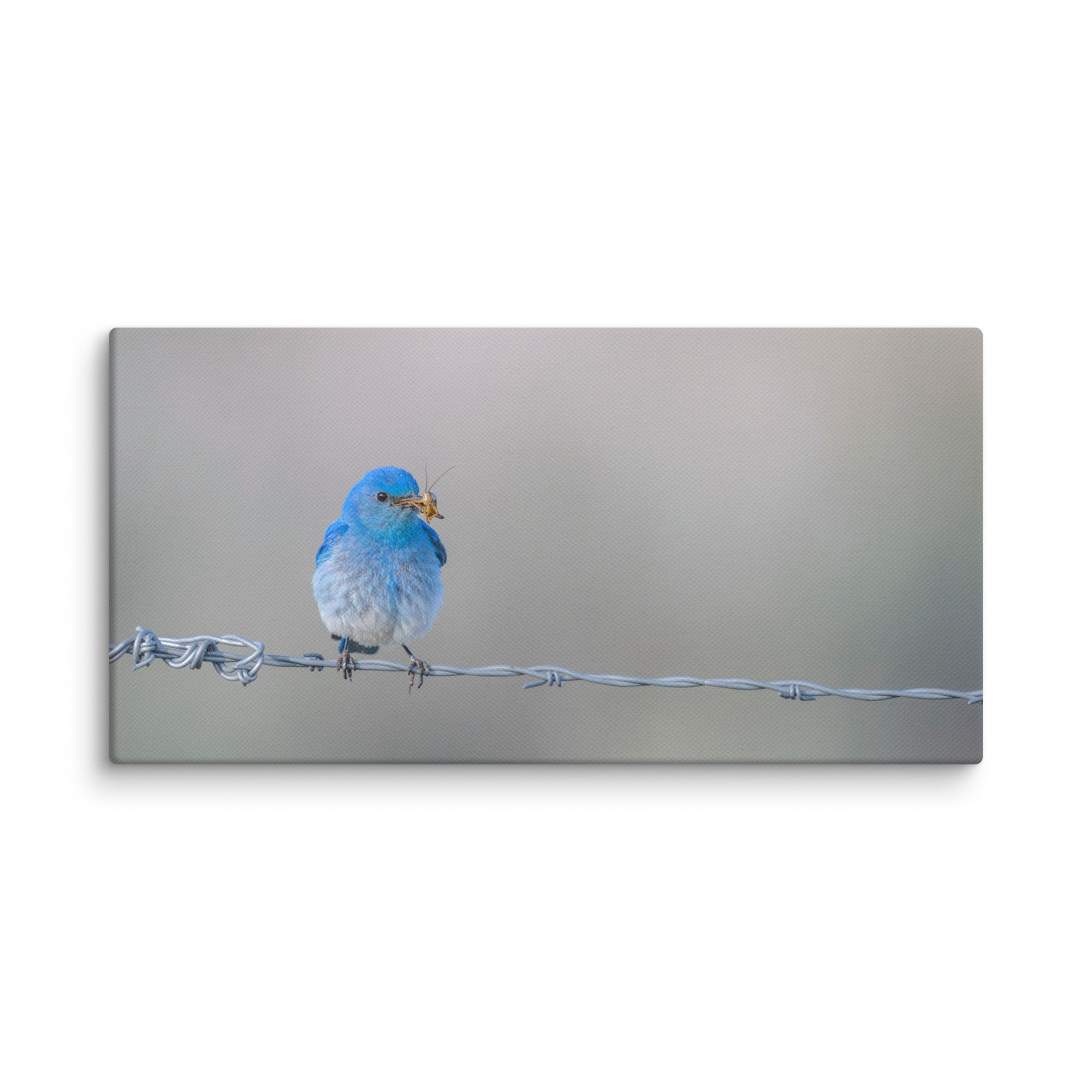 Mountain Blue Bird! Canvas - Image 3