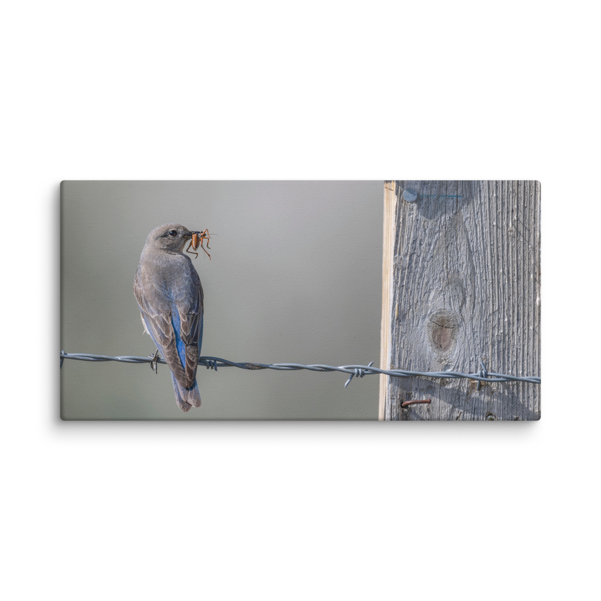Mama Mountain bluebird with food! Canvas - Image 3
