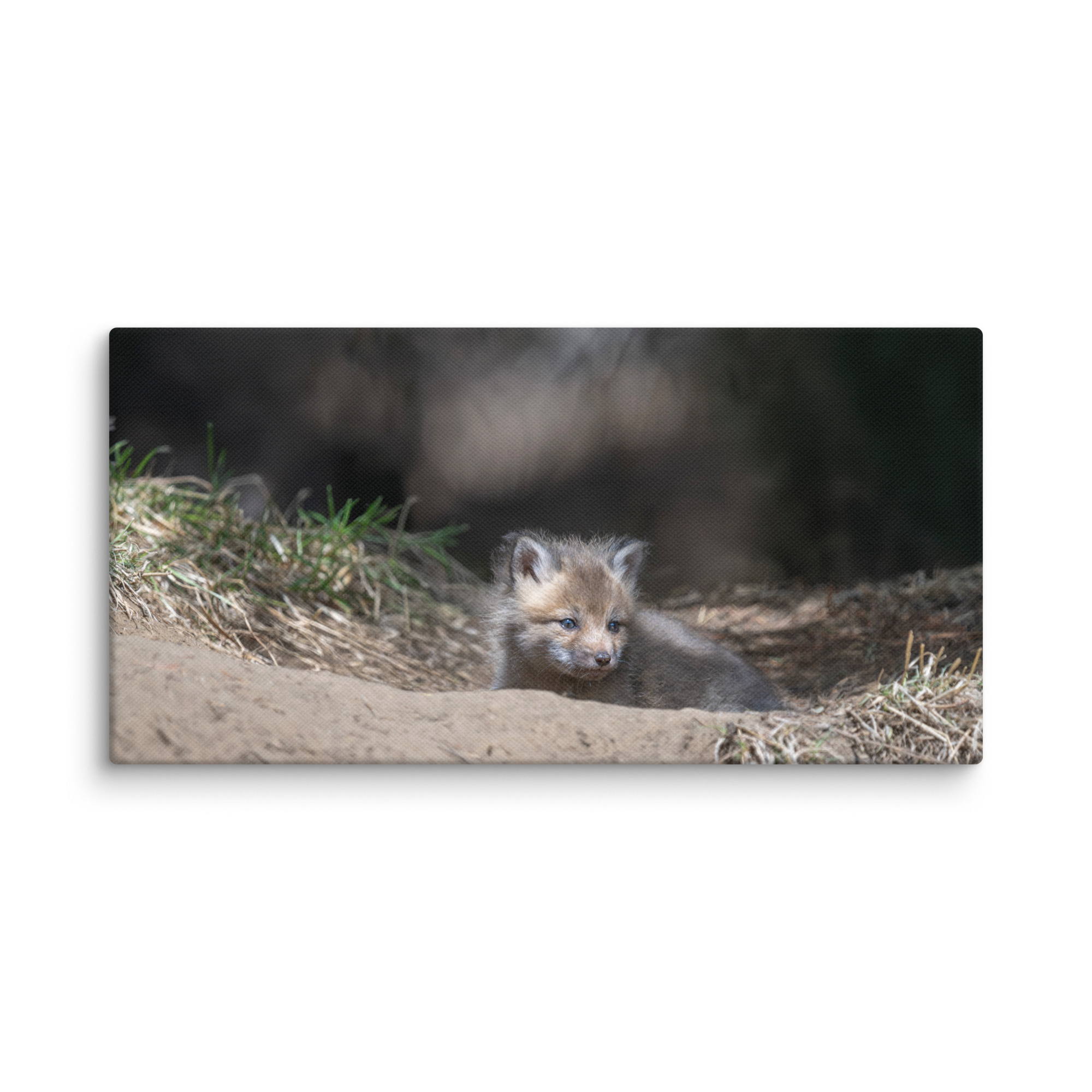 Baby Red fox waiting for Mom! Canvas - Image 3