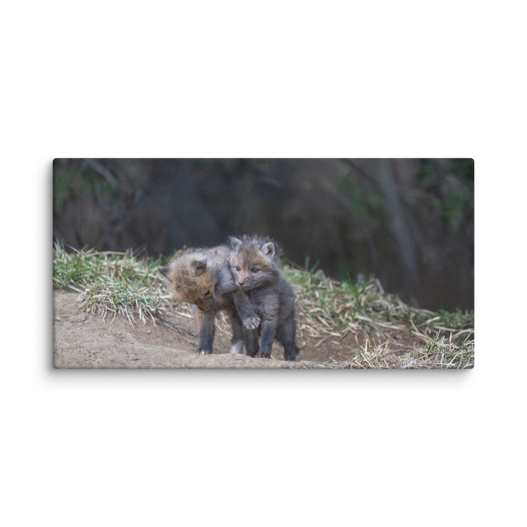Brothers in Arms Red fox kits! Canvas - Image 3