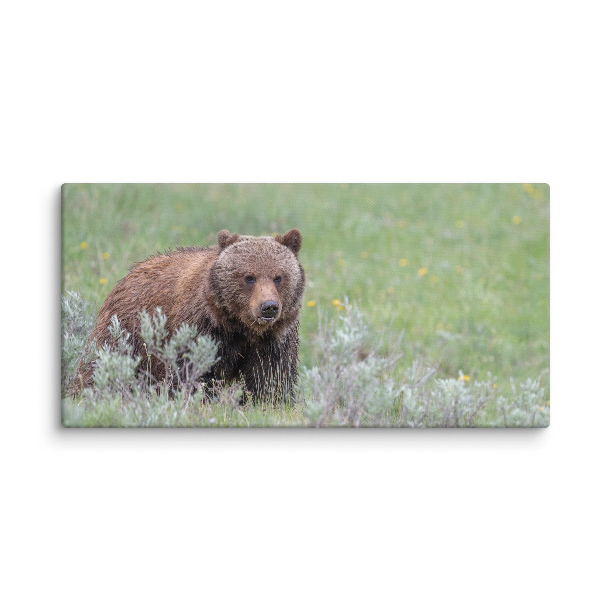 Hungry Grizzly in a Meadow! Canvas - Image 3