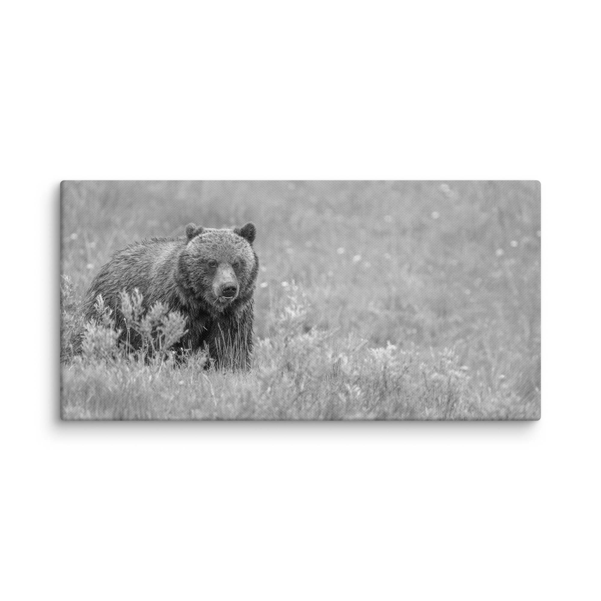 Hungry Grizzly in a Meadow! Monochrome Canvas - Image 3