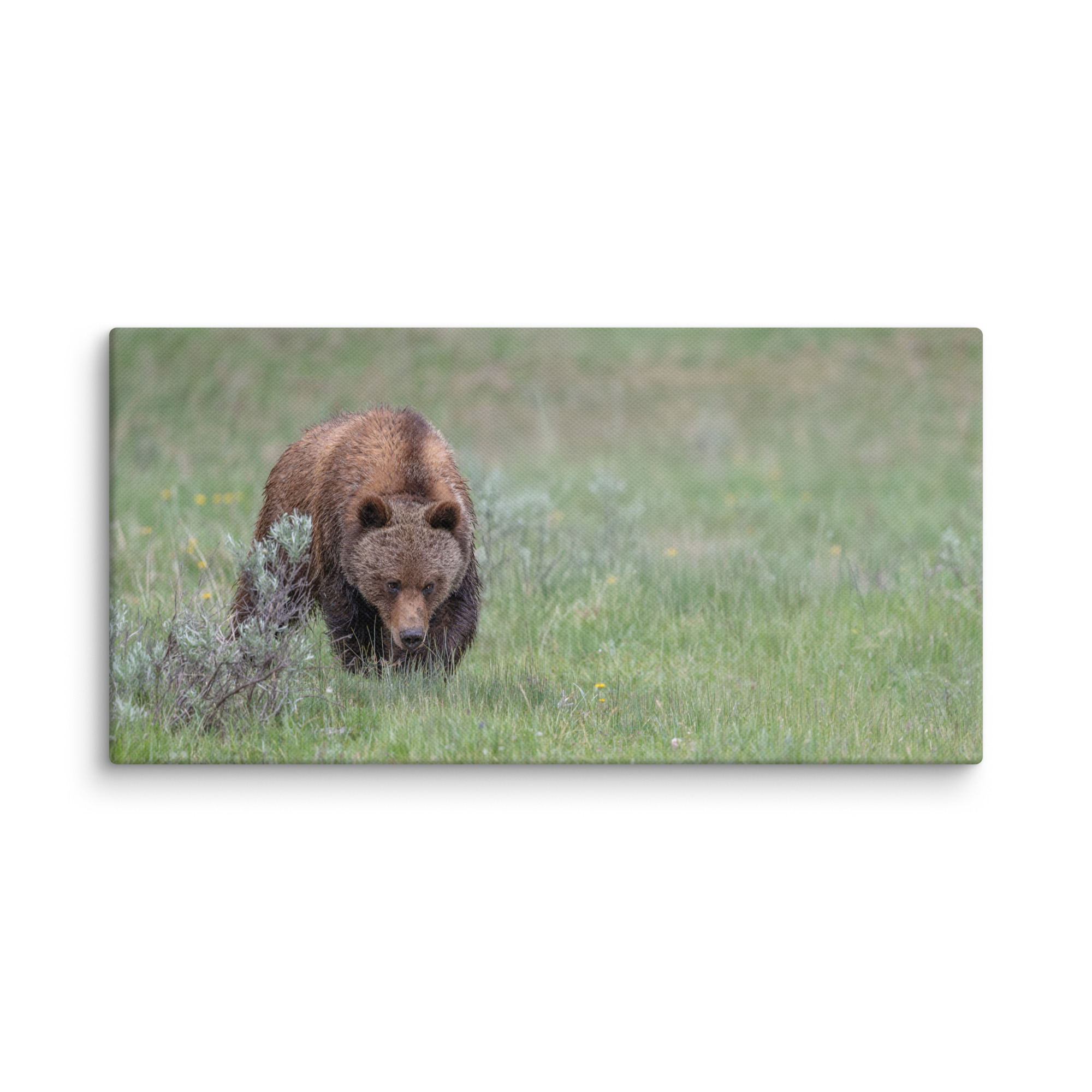 Grizzly Watching! Canvas - Image 3