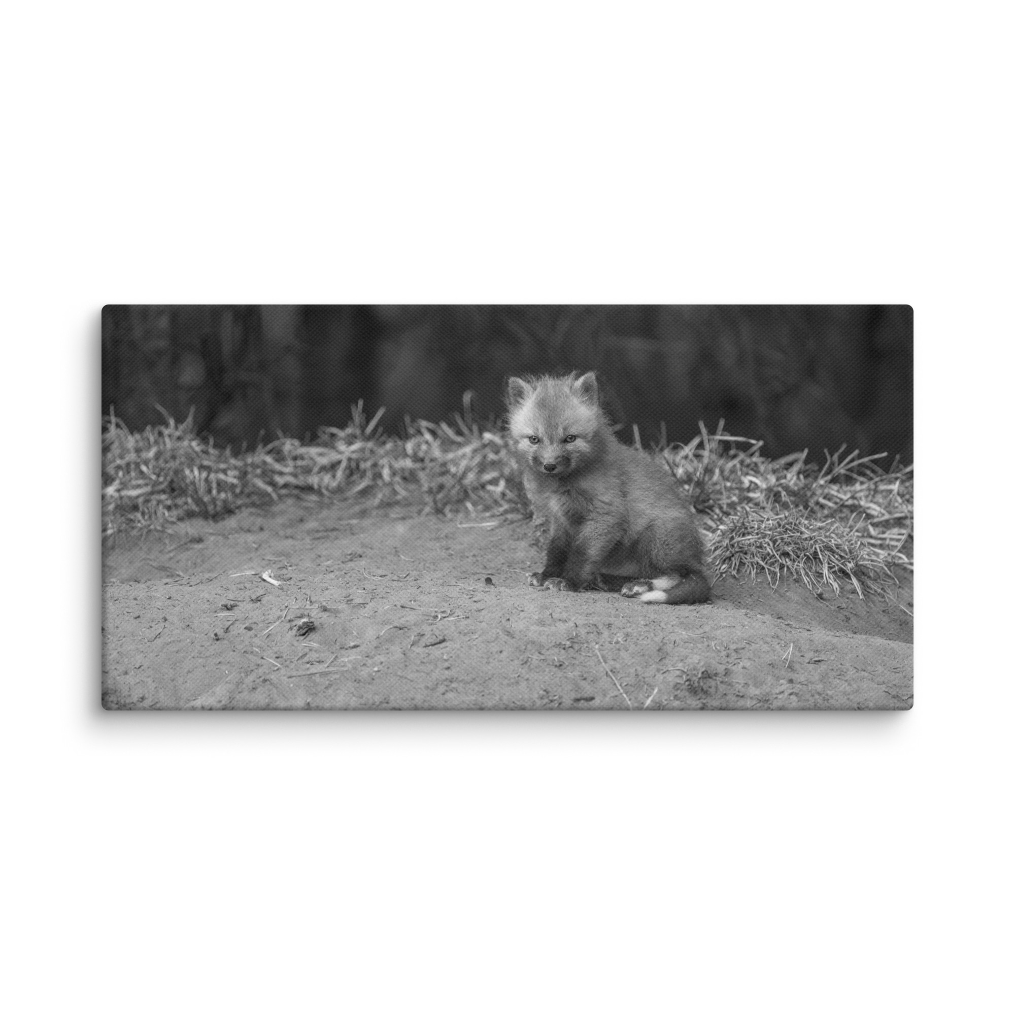 Sharp gaze baby red fox (Monochrome)! Canvas - Image 3