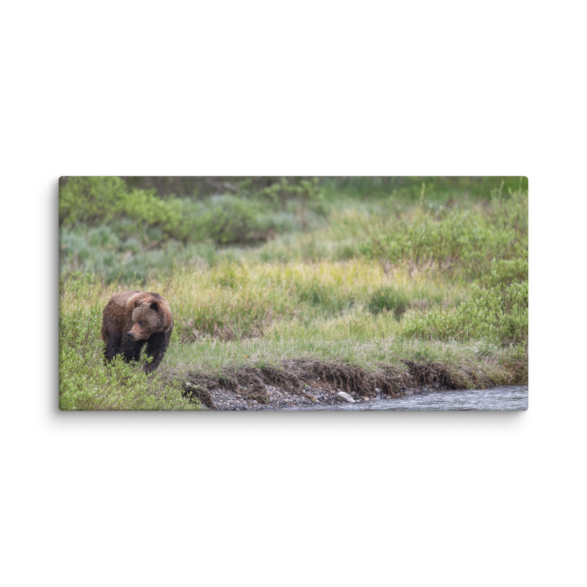 Grizzly getting read! Canvas - Image 3