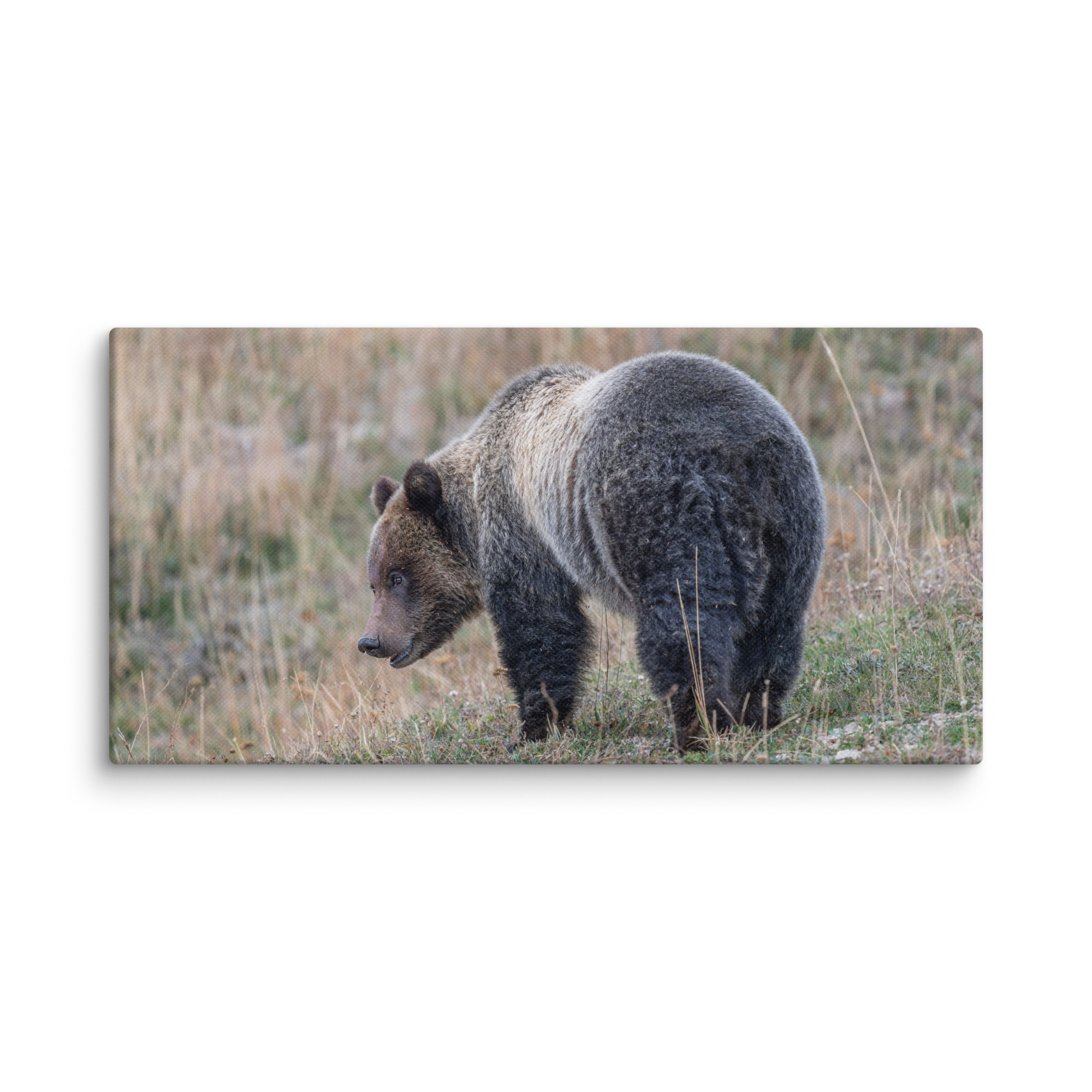 Grizzly of yellowstone! Canvas - Image 3