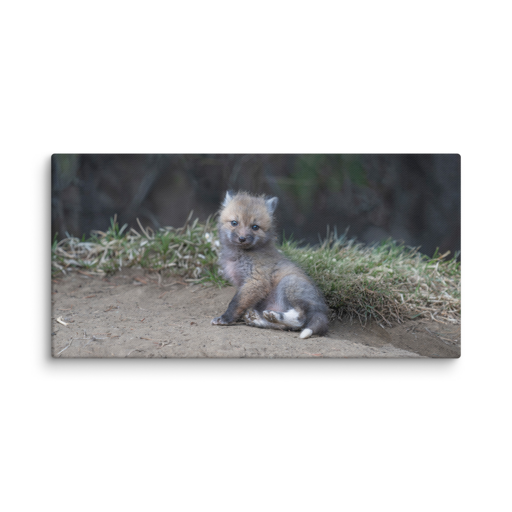Guarding Den Baby Red fox!  Canvas - Image 3