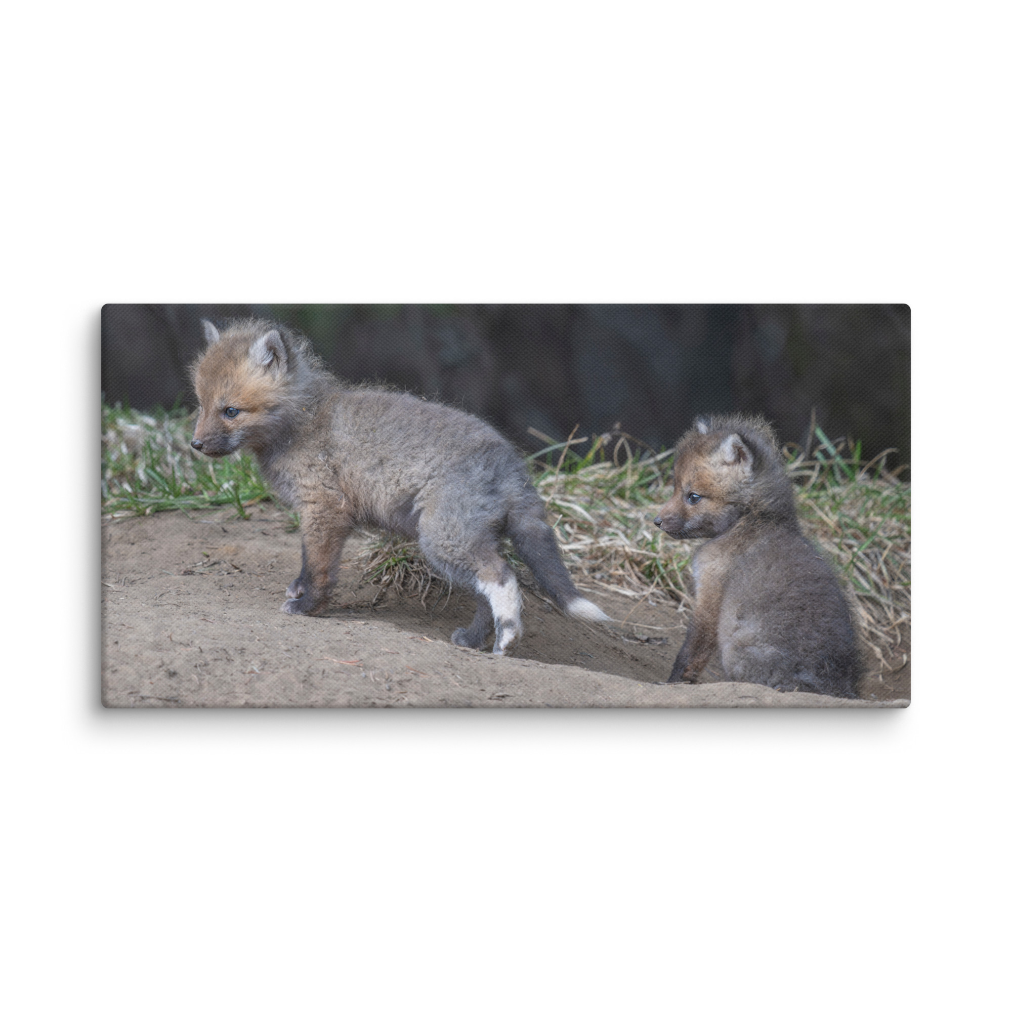 Play Time Baby Red fox! Canvas - Image 2
