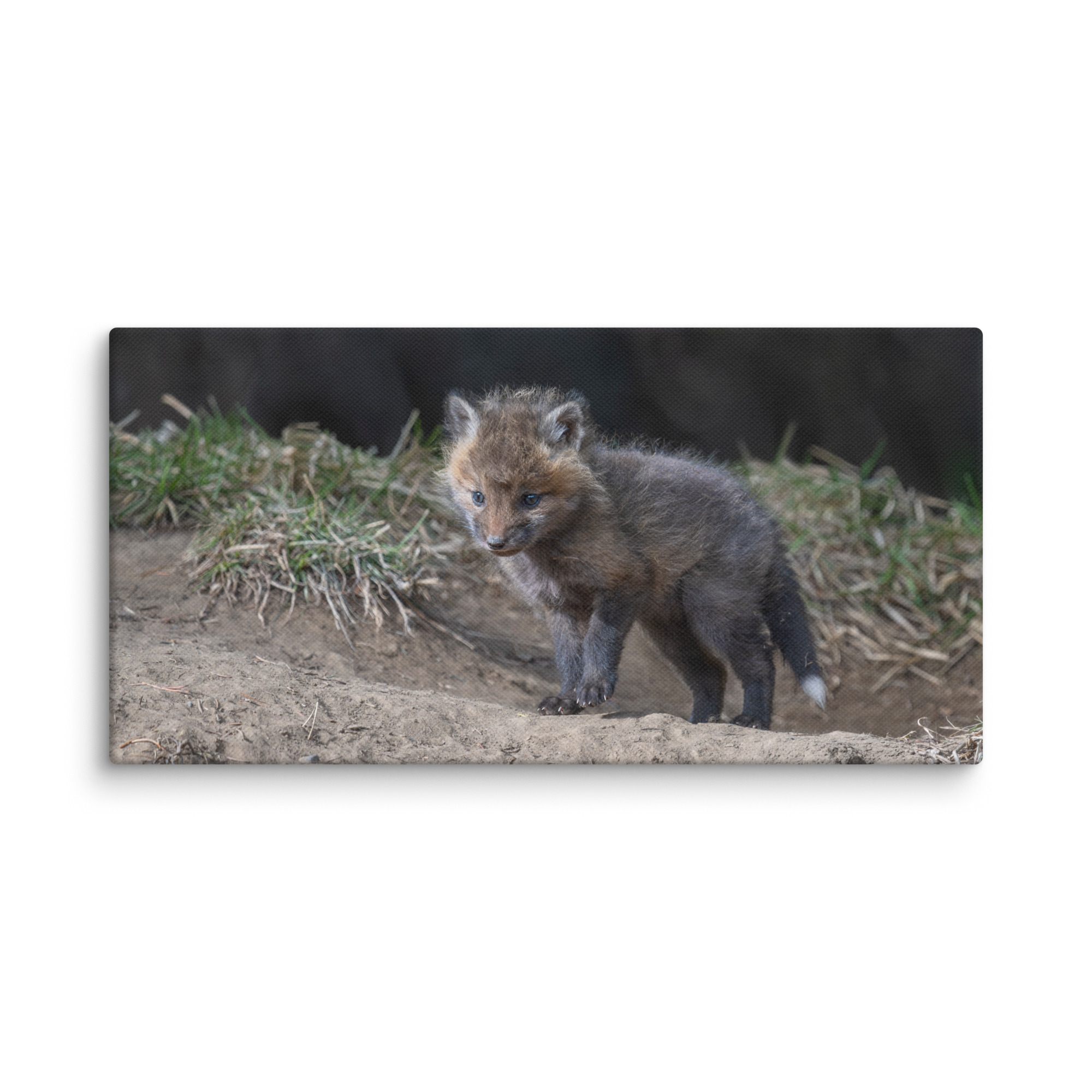 Just checking Baby Red fox! Canvas - Image 3