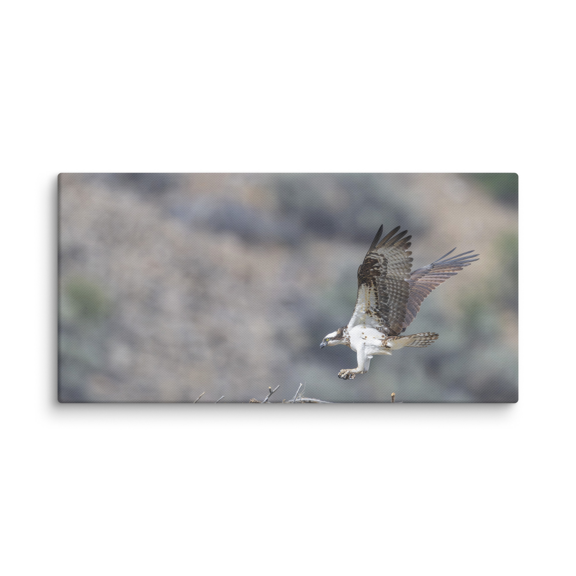Osprey Landing on its nest! Canvas - Image 3
