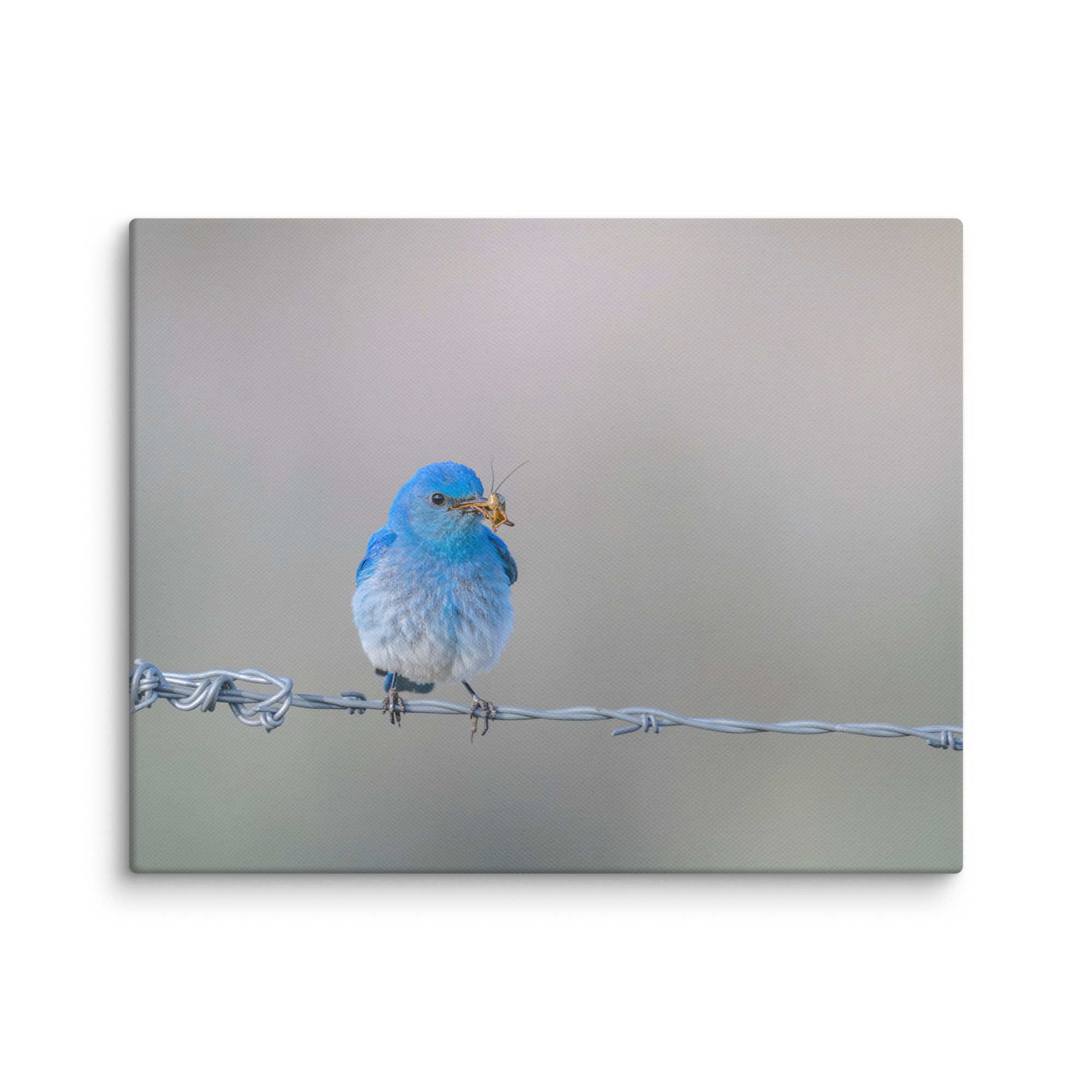 Mountain Blue Bird! Canvas - Image 4