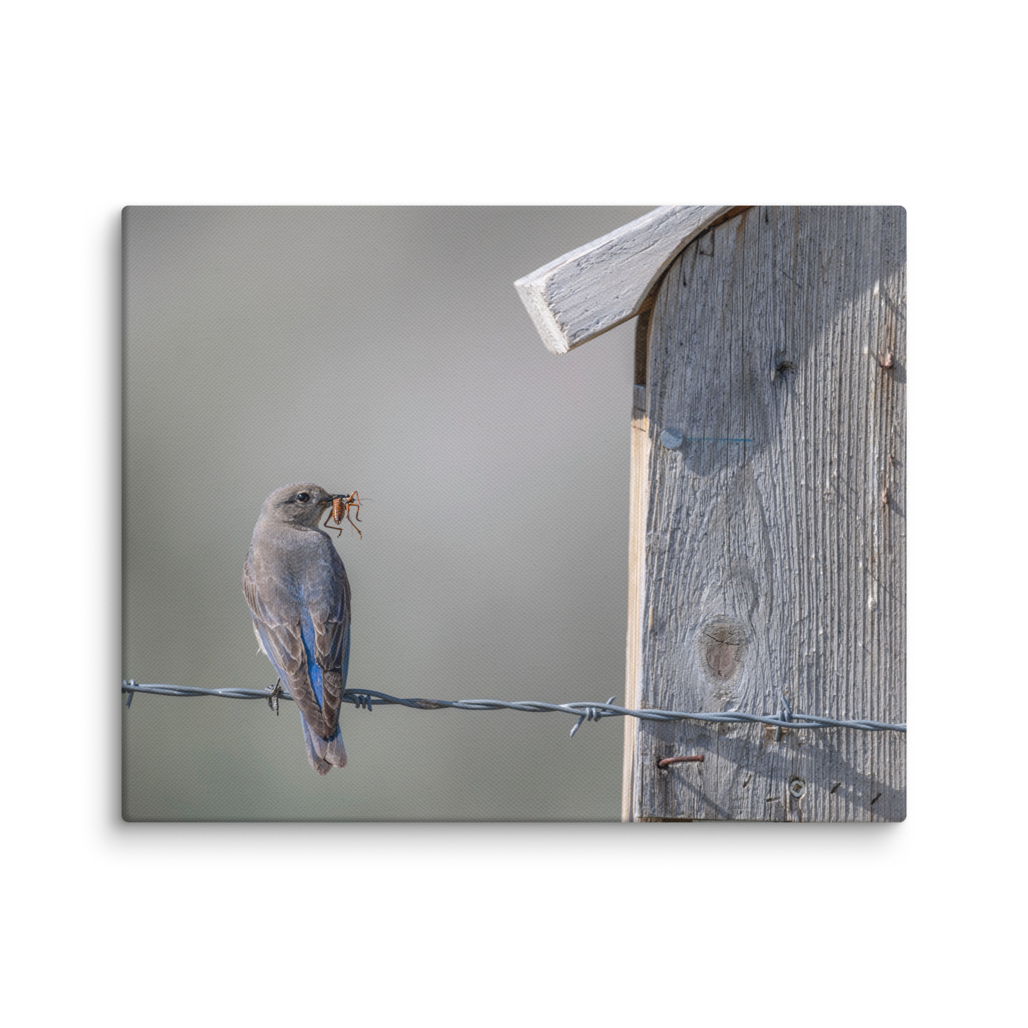 Mama Mountain bluebird with food! Canvas - Image 4
