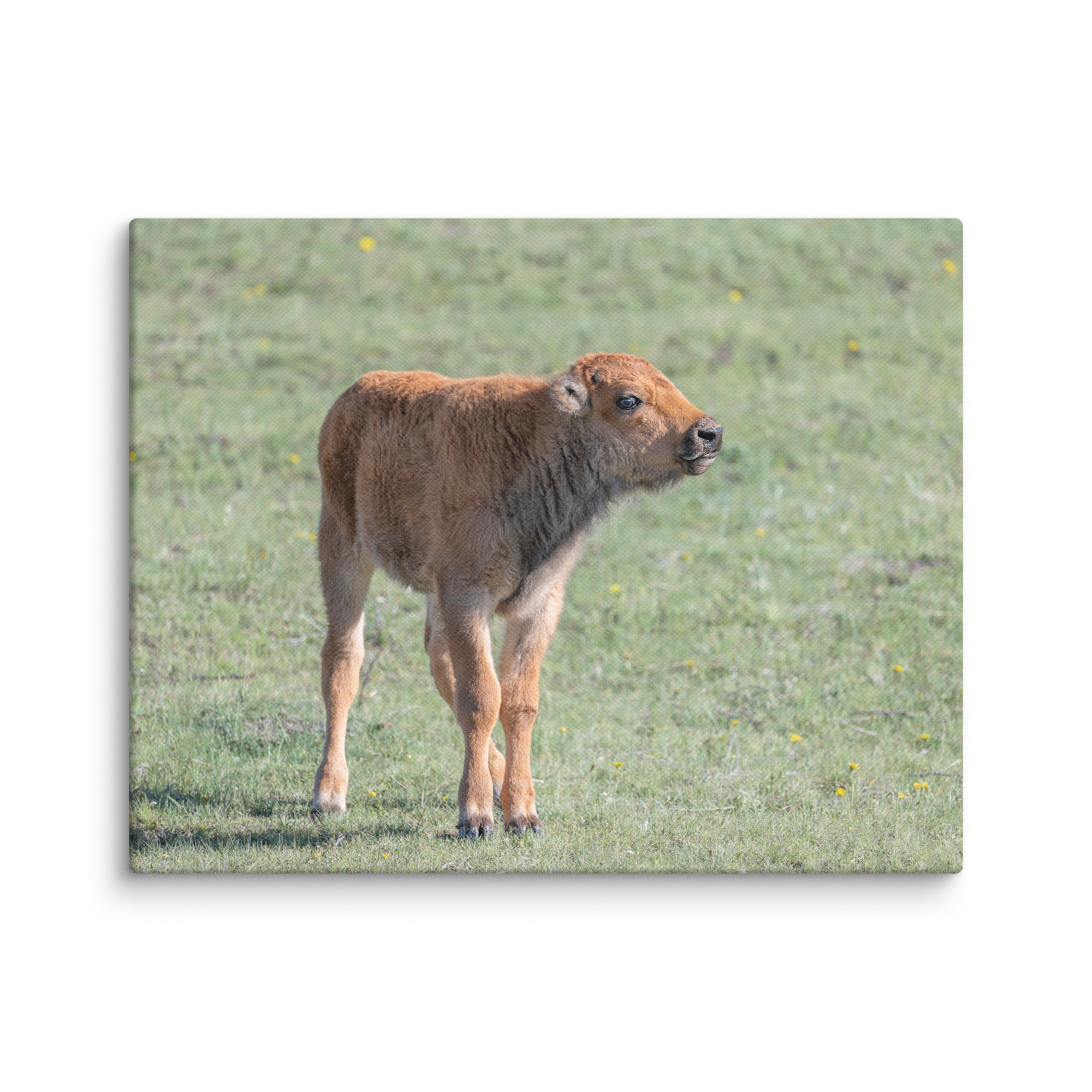 Baby Bison! Canvas - Image 3