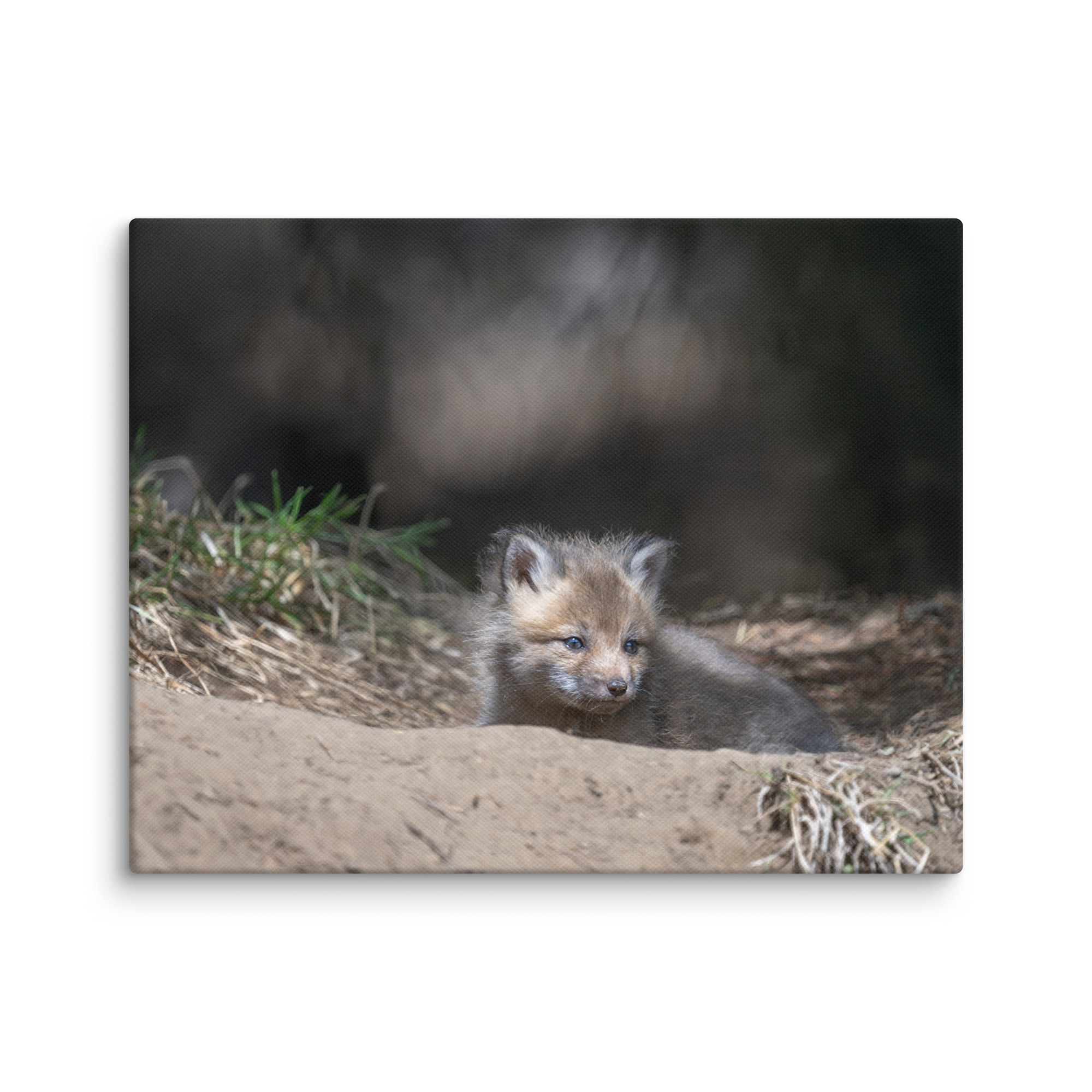 Baby Red fox waiting for Mom! Canvas - Image 4