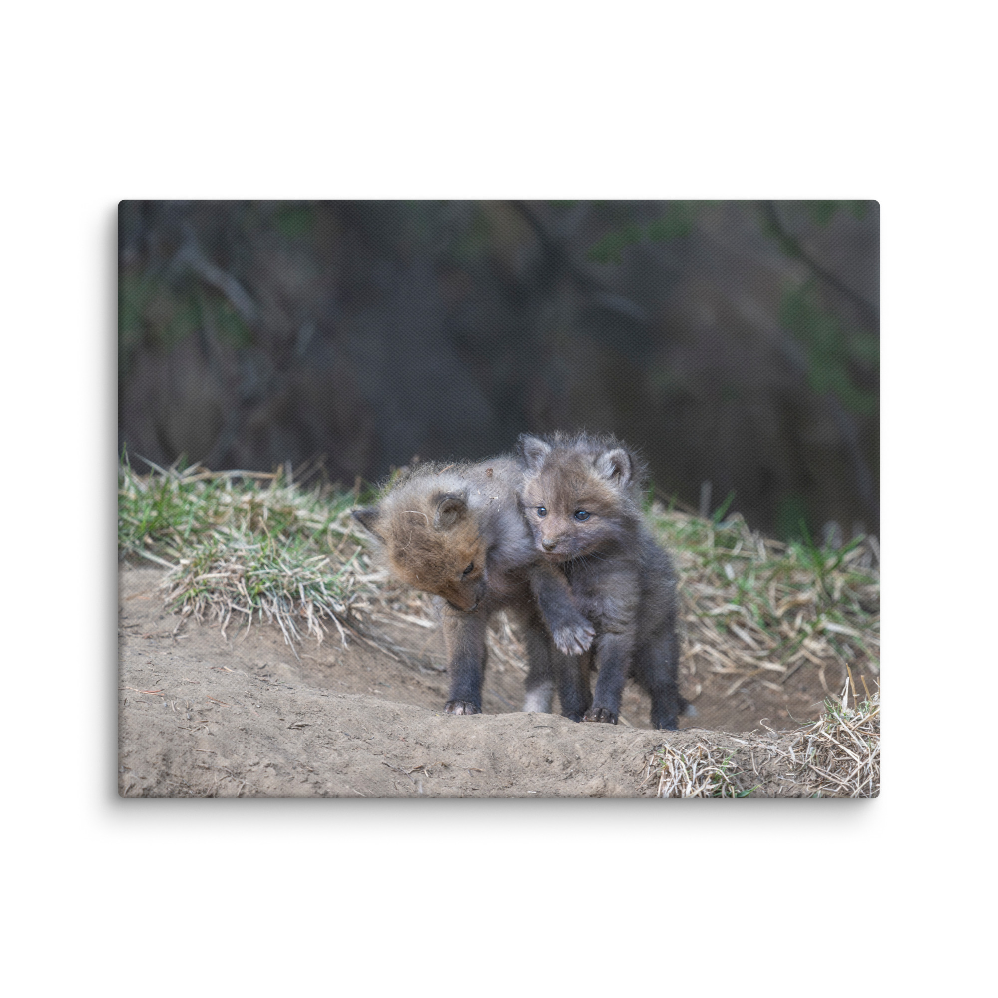 Brothers in Arms Red fox kits! Canvas - Image 4