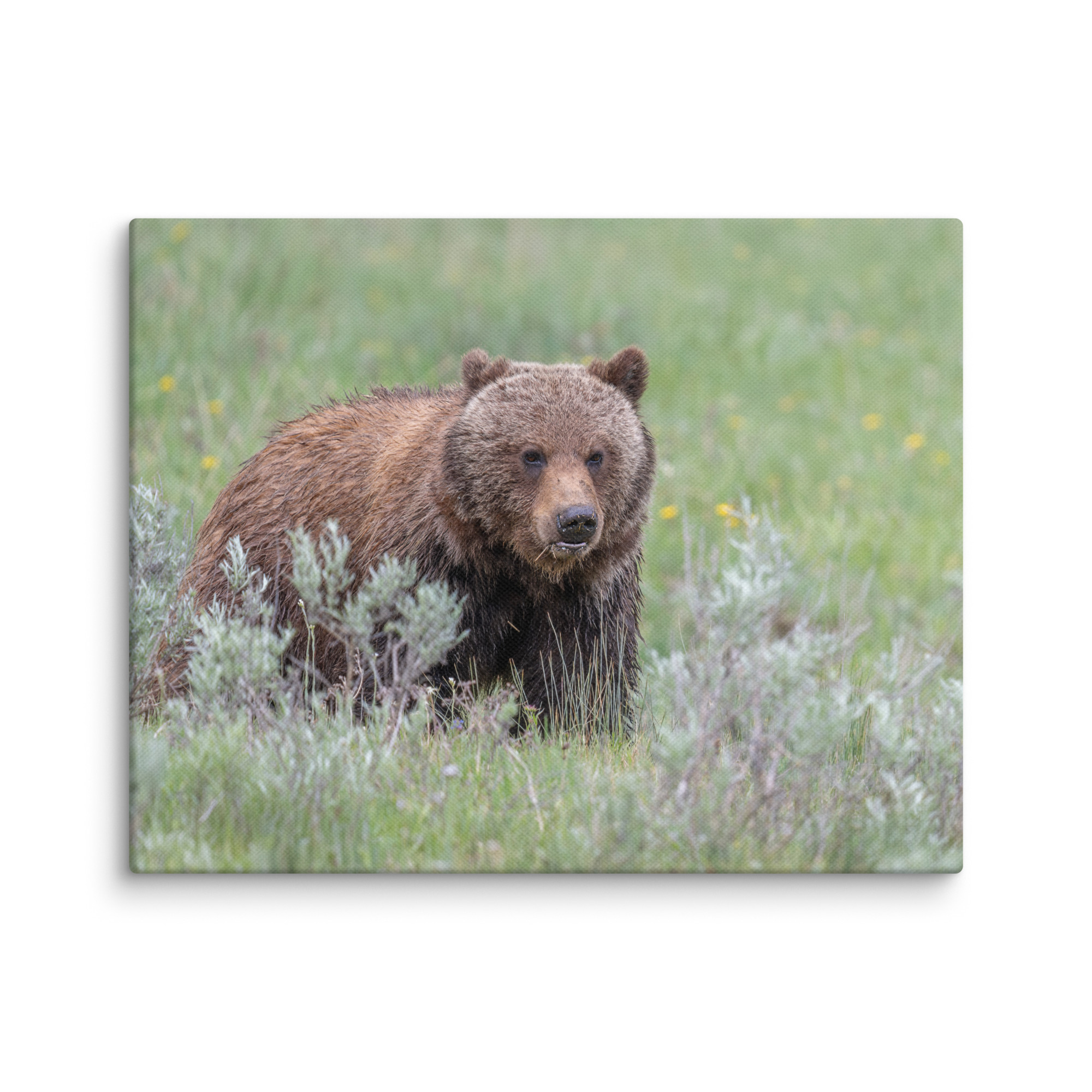 Hungry Grizzly in a Meadow! Canvas - Image 4
