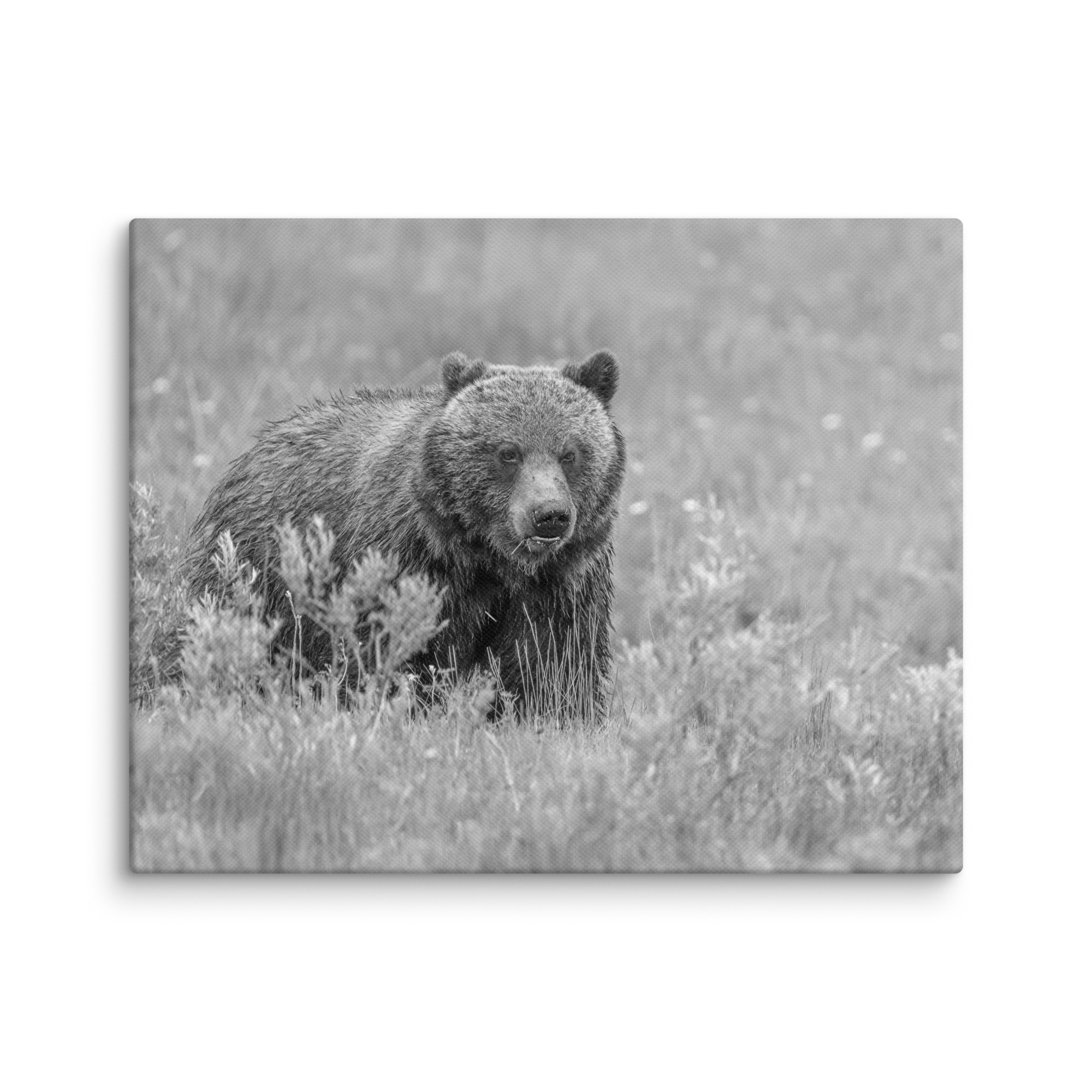 Hungry Grizzly in a Meadow! Monochrome Canvas - Image 4
