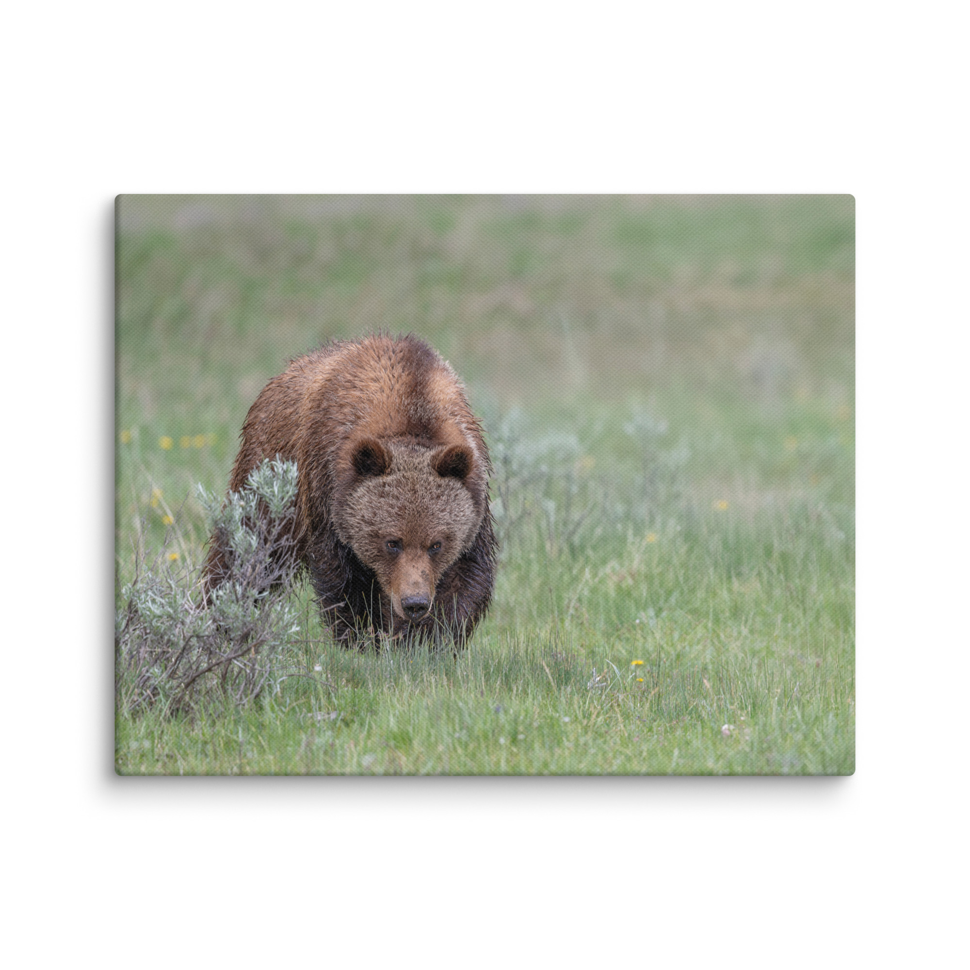 Grizzly Watching! Canvas - Image 4