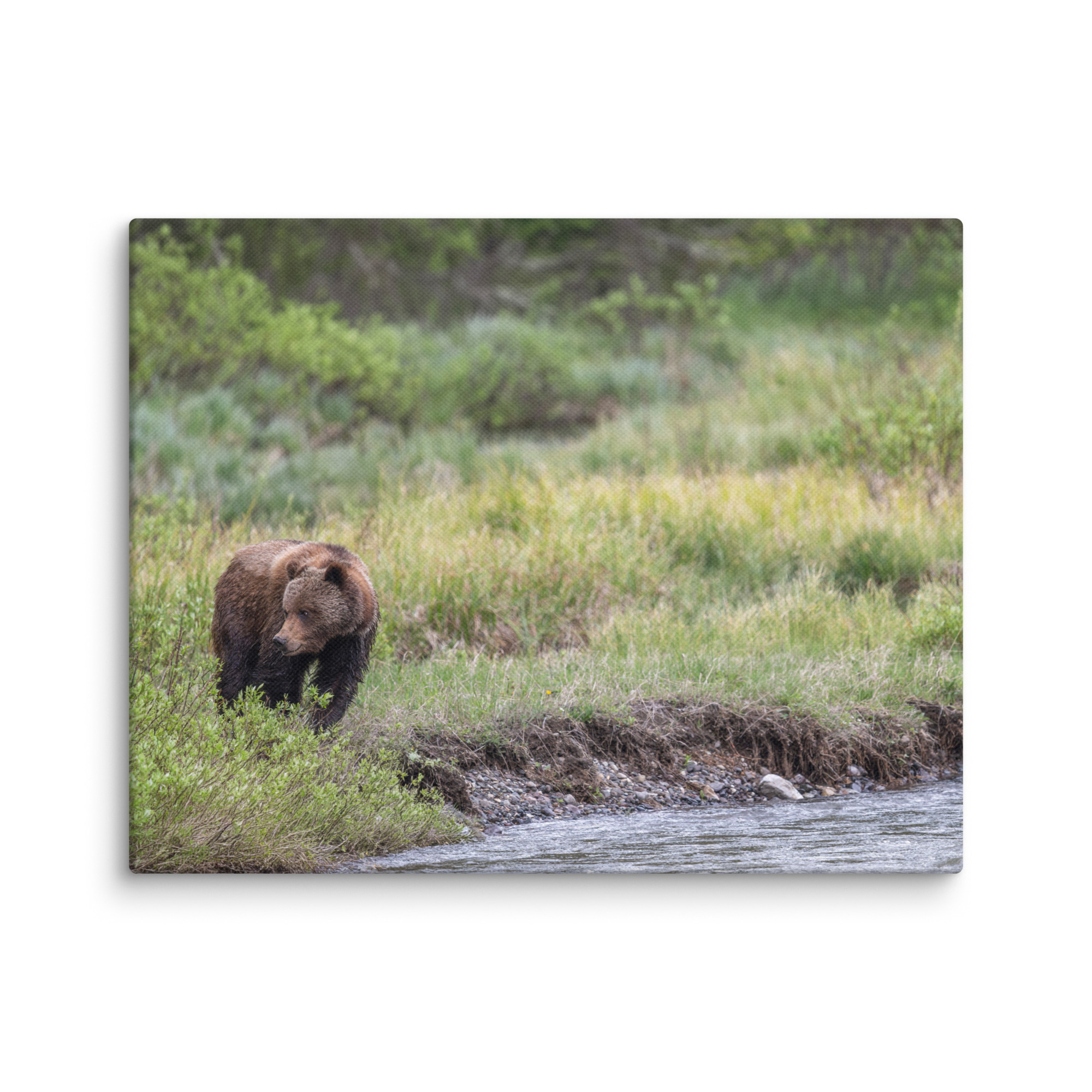 Grizzly getting read! Canvas - Image 4