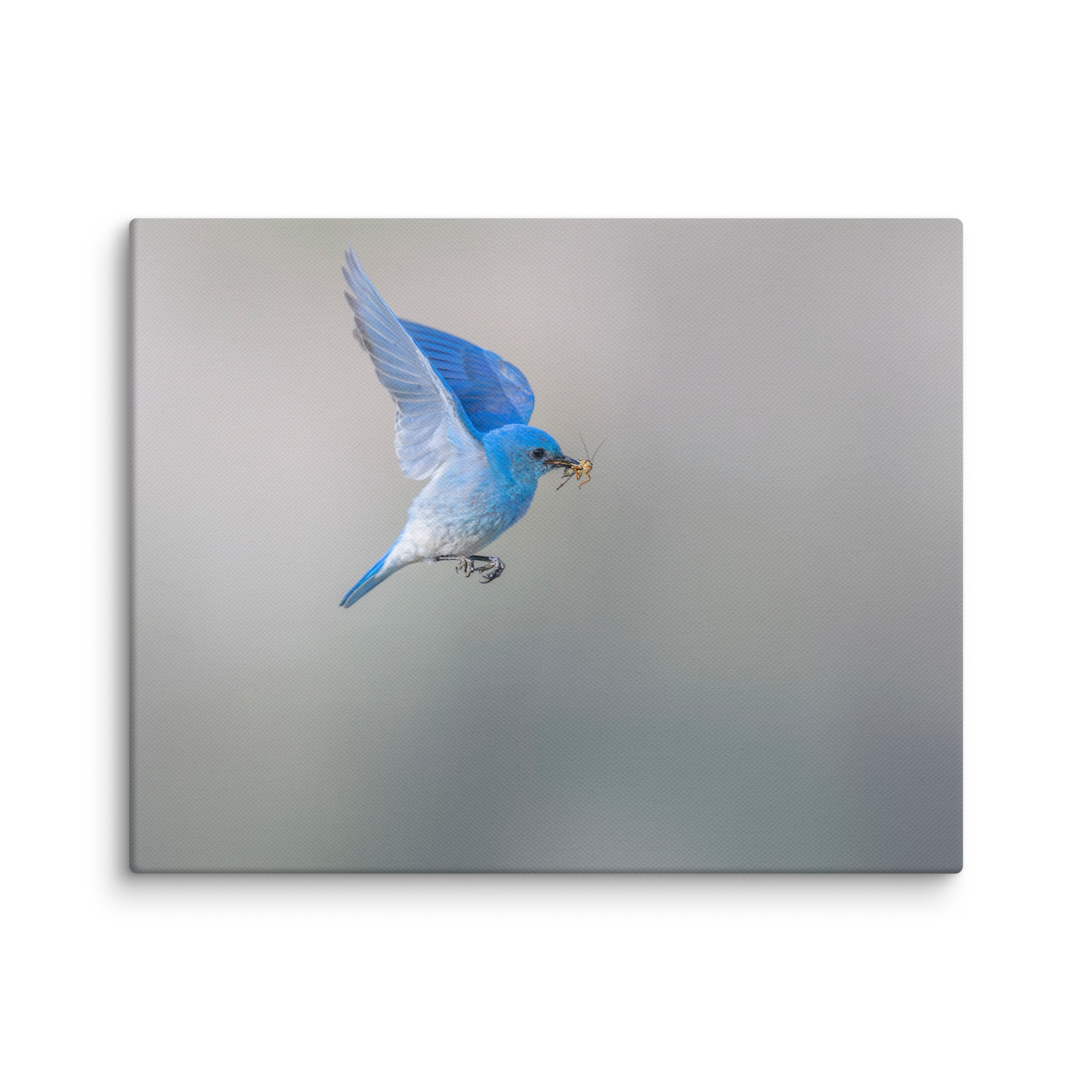 Mountain Bluebird with prey! Canvas - Image 3