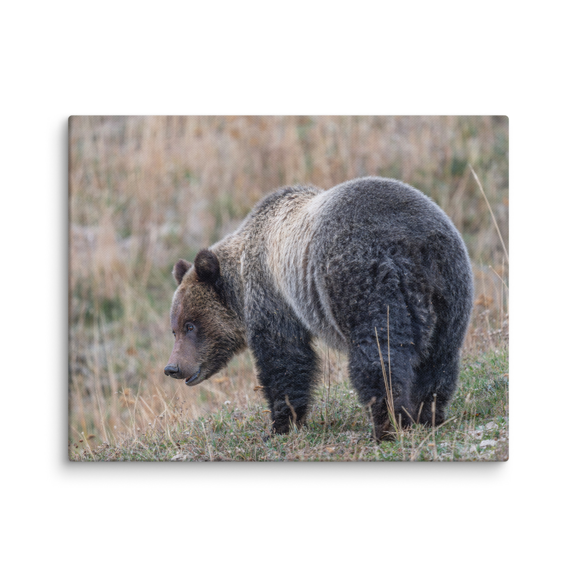 Grizzly of yellowstone! Canvas - Image 4