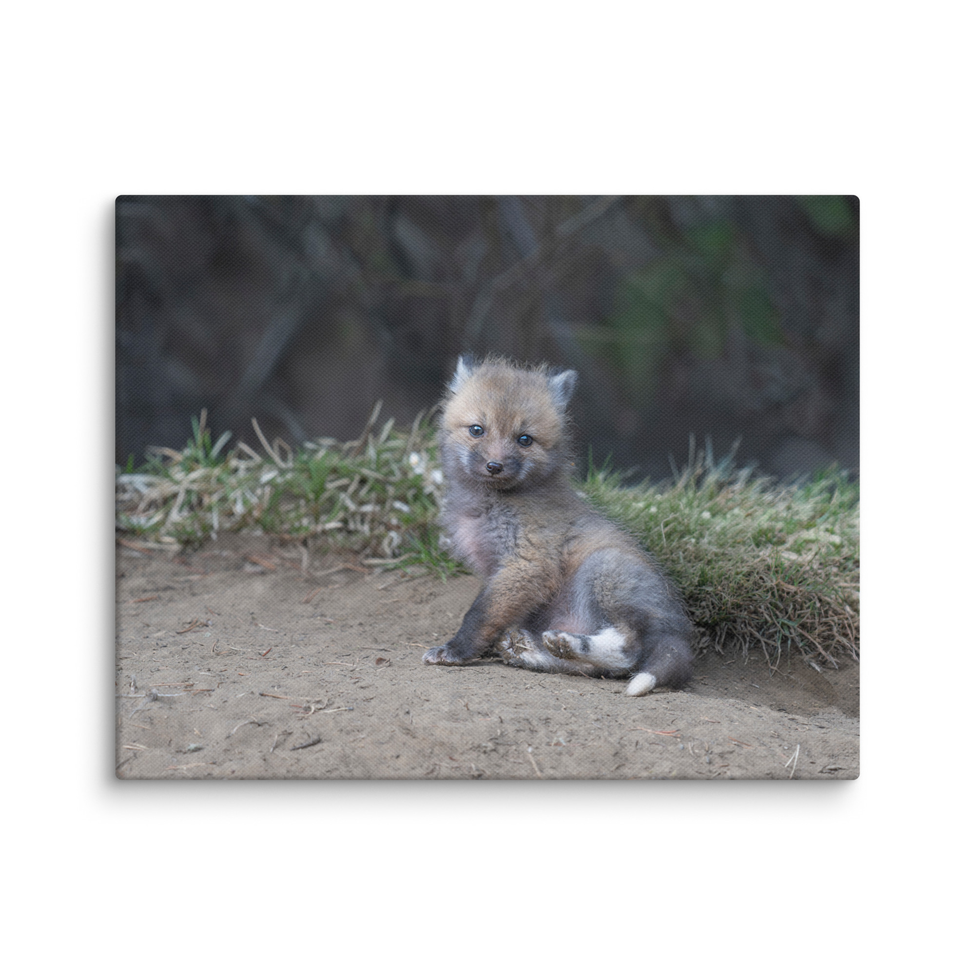 Guarding Den Baby Red fox!  Canvas - Image 4