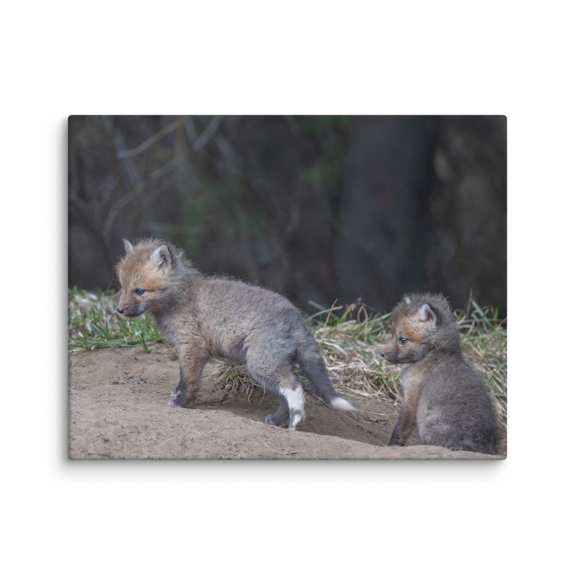 Play Time Baby Red fox! Canvas - Image 3