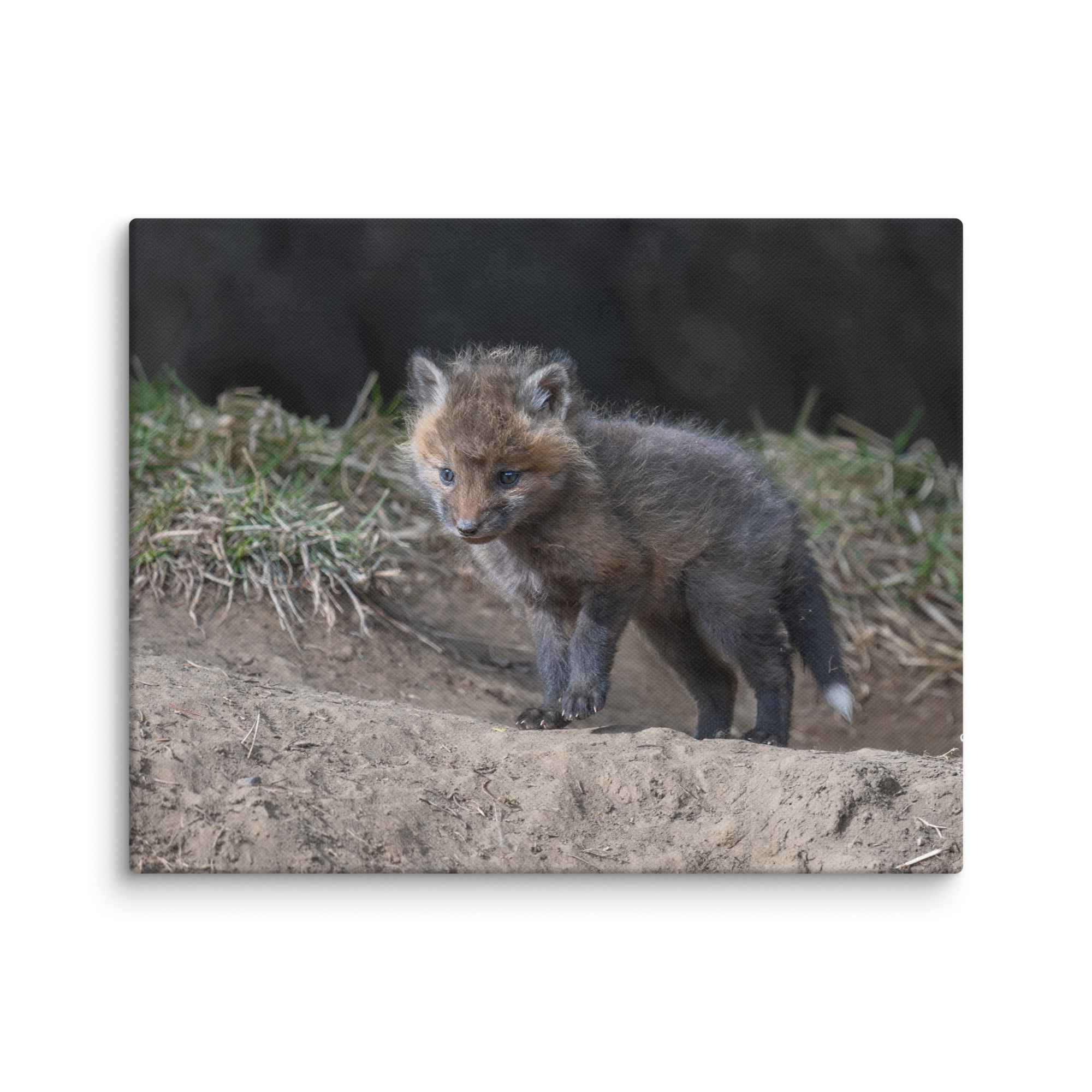 Just checking Baby Red fox! Canvas - Image 4