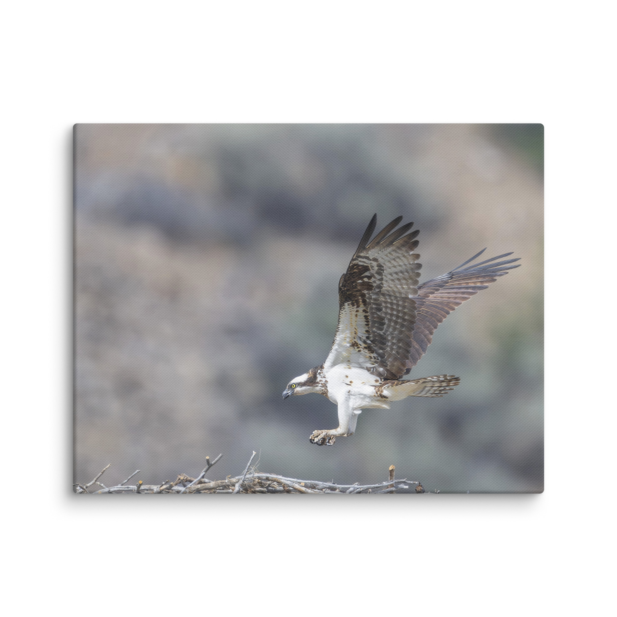 Osprey Landing on its nest! Canvas - Image 4