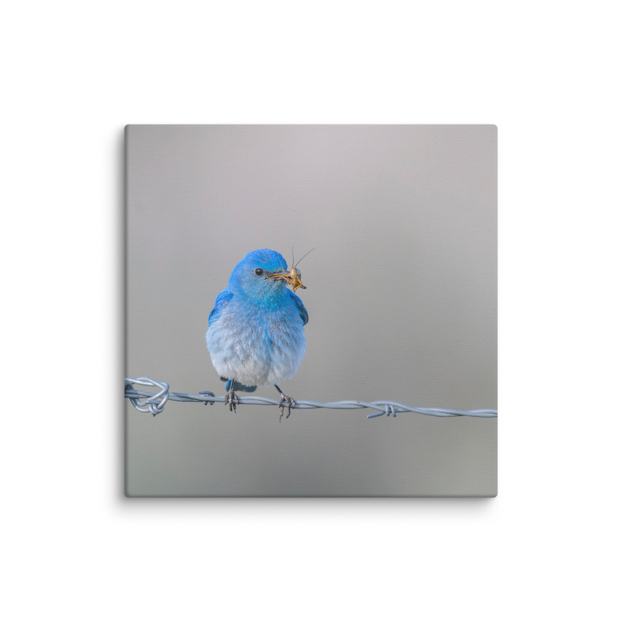 Mountain Blue Bird! Canvas - Image 22