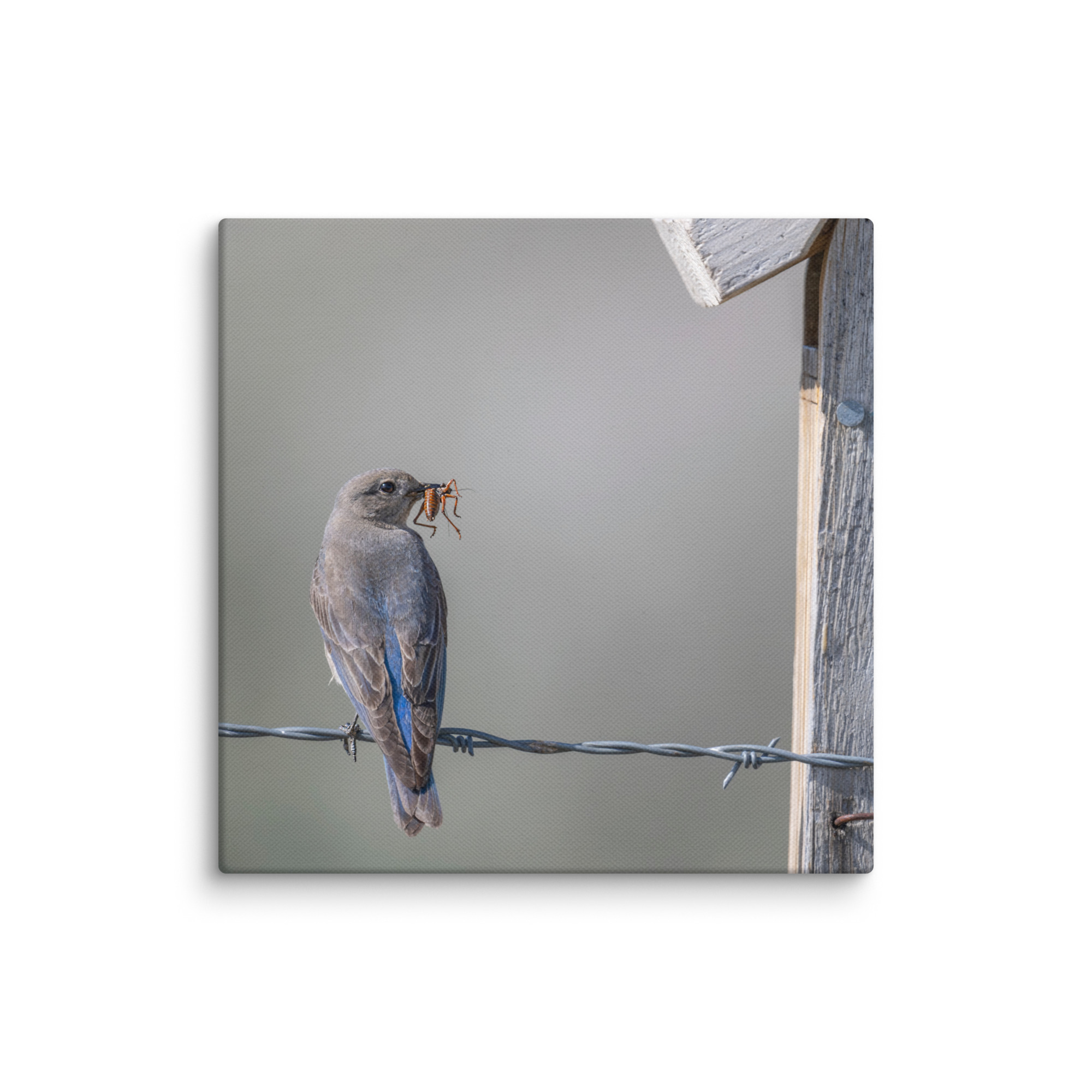 Mama Mountain bluebird with food! Canvas - Image 24