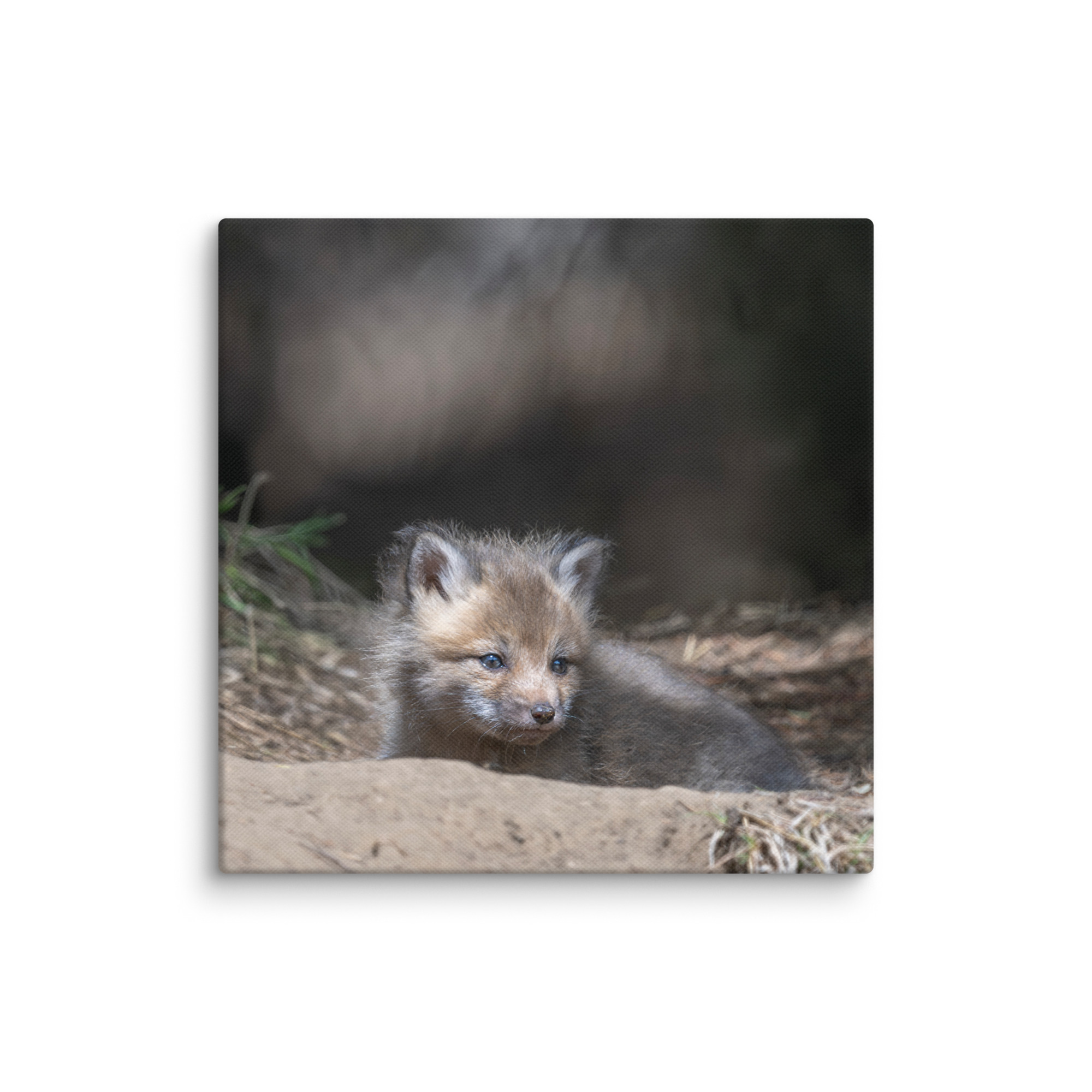 Baby Red fox waiting for Mom! Canvas - Image 24