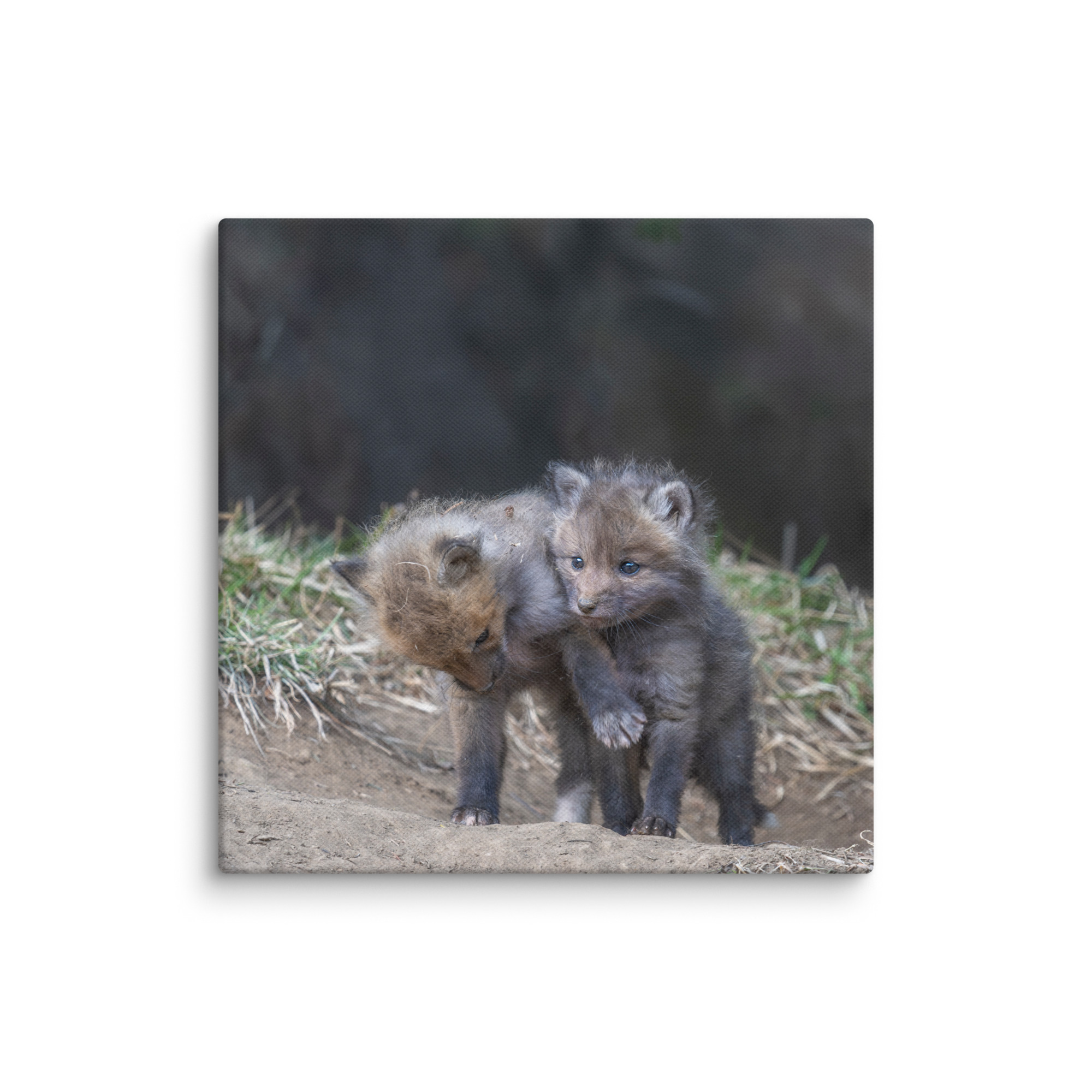 Brothers in Arms Red fox kits! Canvas - Image 24