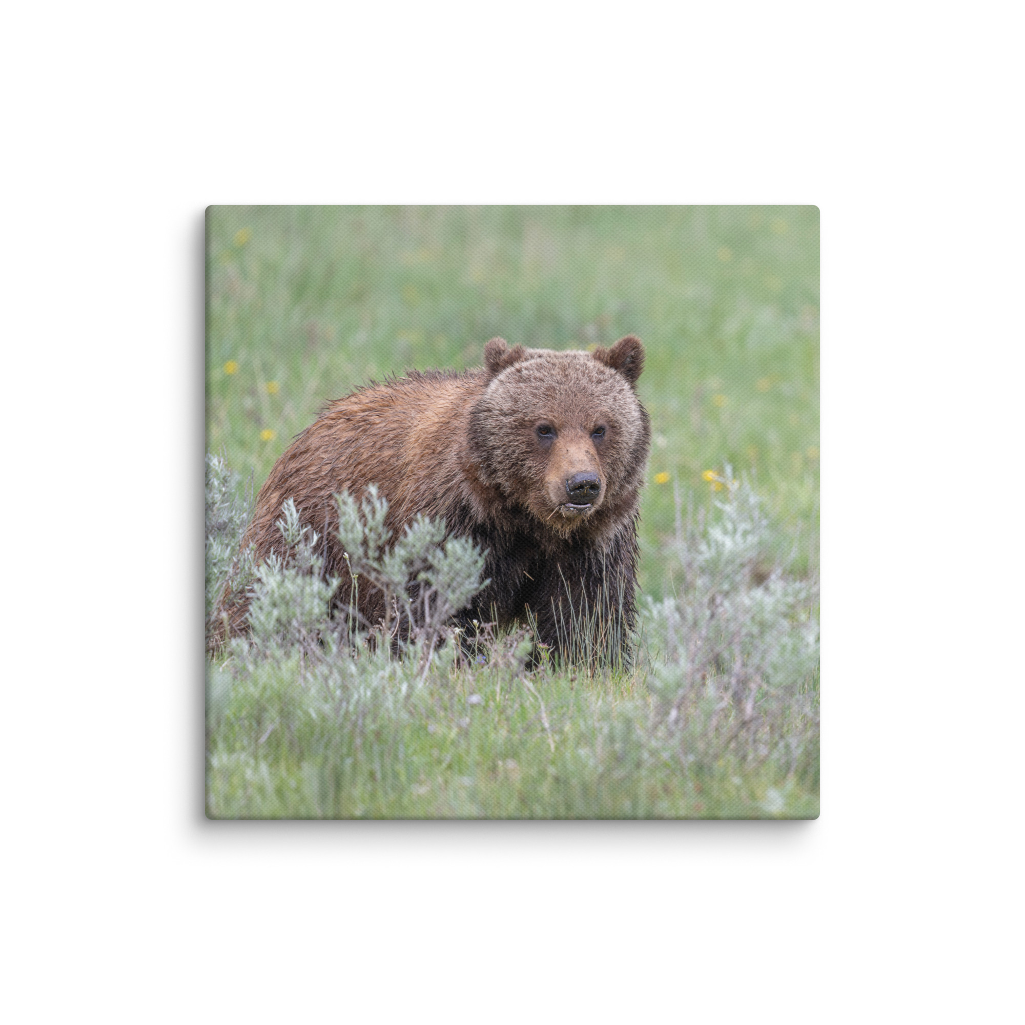 Hungry Grizzly in a Meadow! Canvas - Image 24