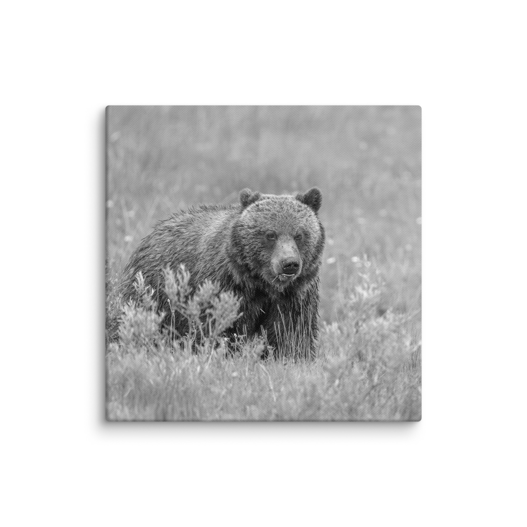 Hungry Grizzly in a Meadow! Monochrome Canvas - Image 24
