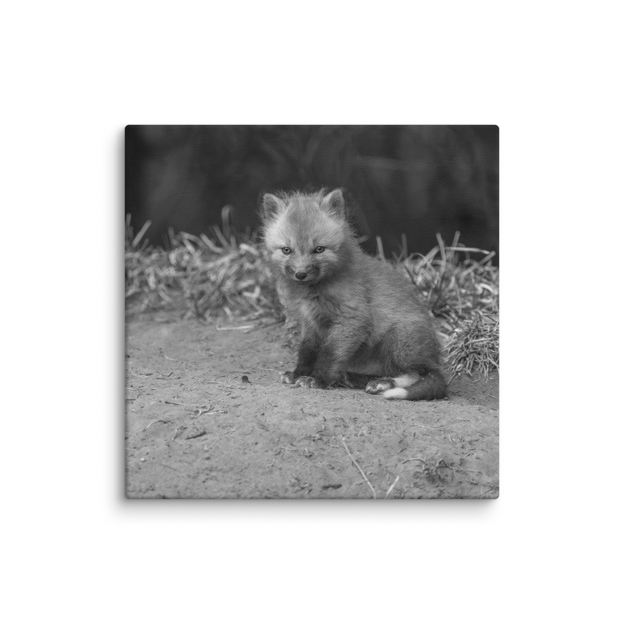 Sharp gaze baby red fox (Monochrome)! Canvas - Image 24