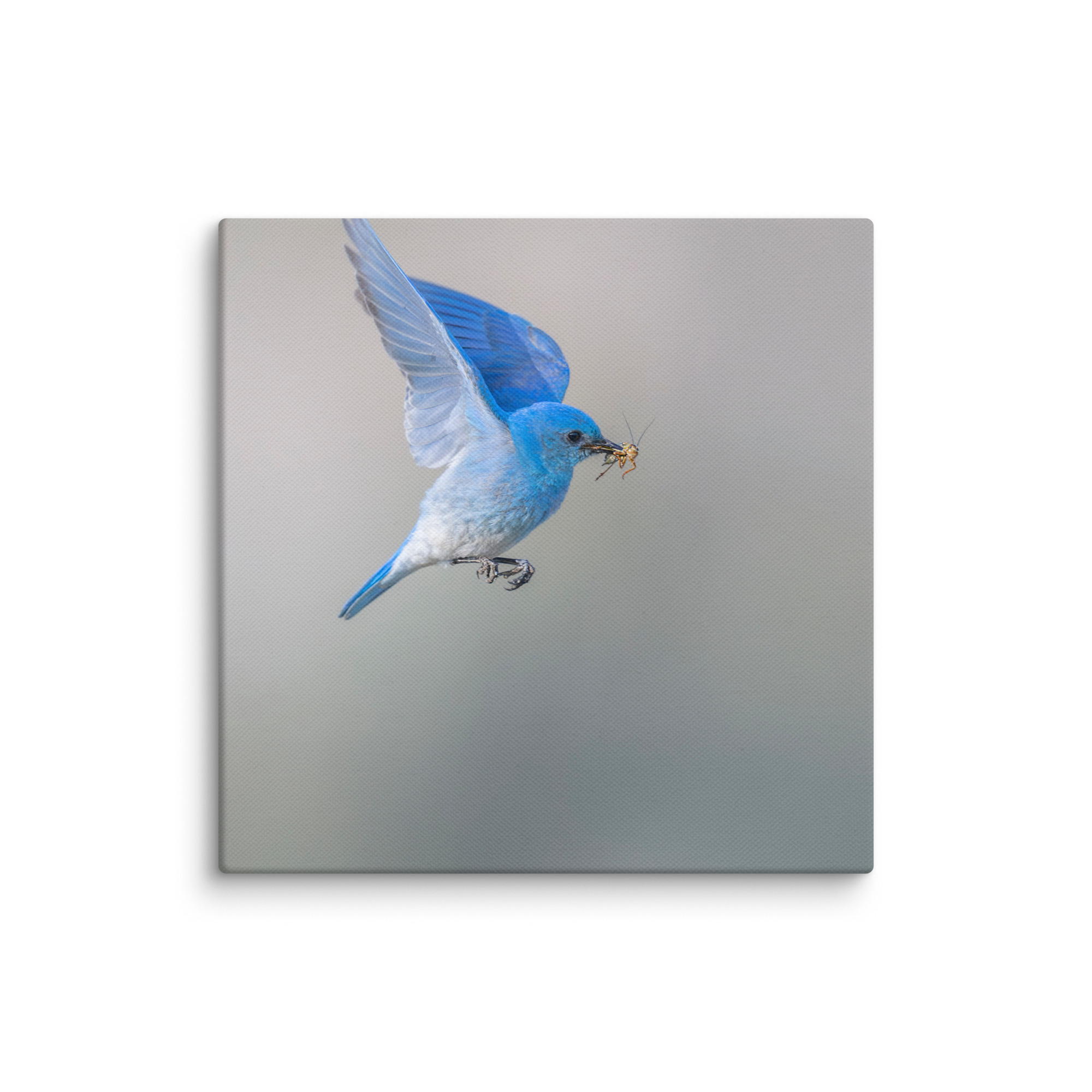Mountain Bluebird with prey! Canvas - Image 23