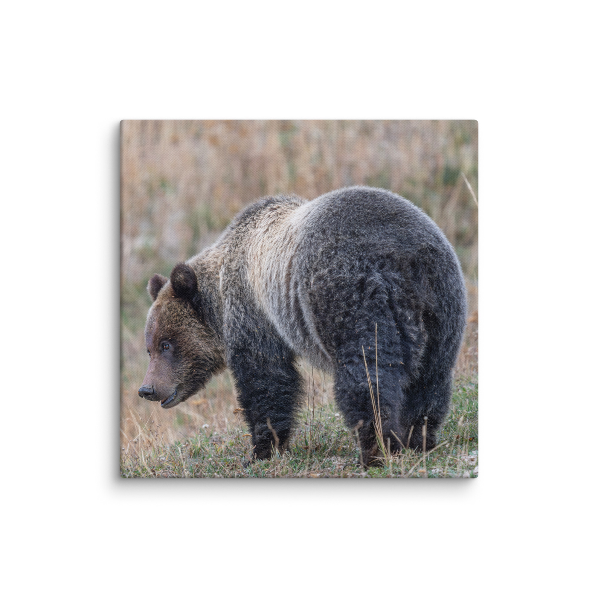 Grizzly of yellowstone! Canvas - Image 24