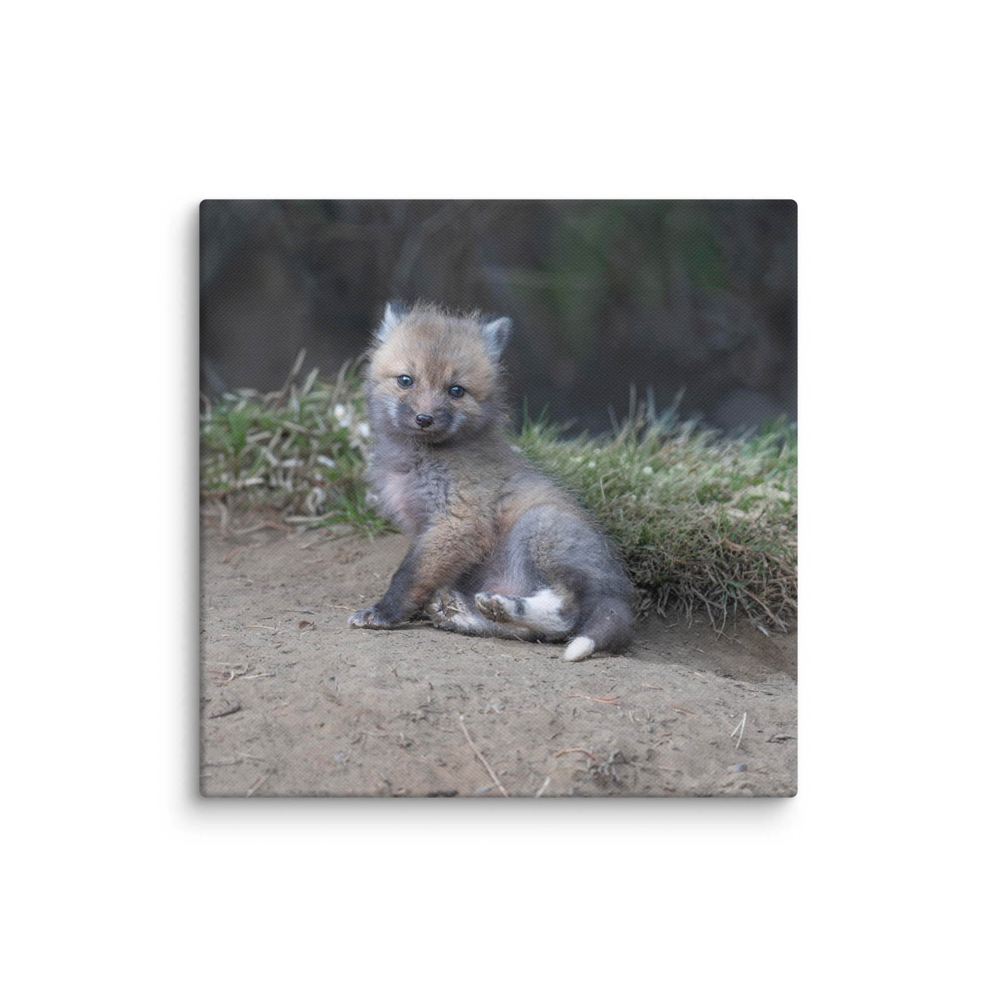 Guarding Den Baby Red fox!  Canvas - Image 25