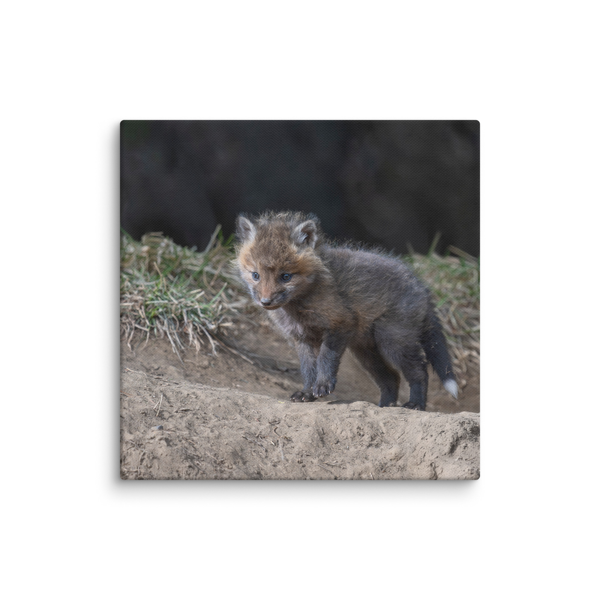 Just checking Baby Red fox! Canvas - Image 25